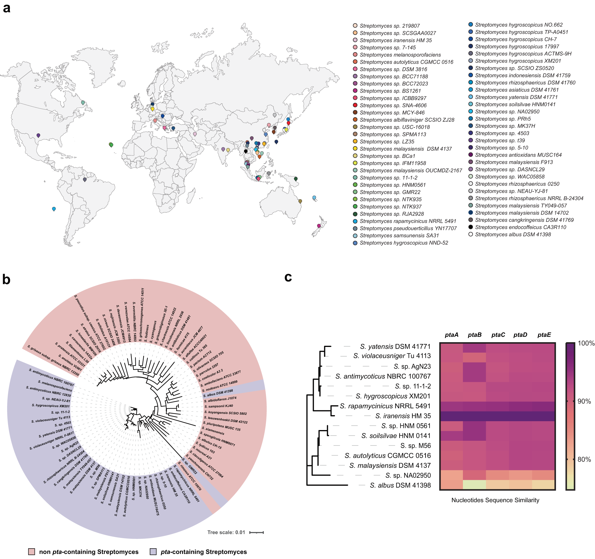 Fig. 5: Geographical distribution and phylogenetic analysis of pta-containing streptomycetes possessing pta BGC.