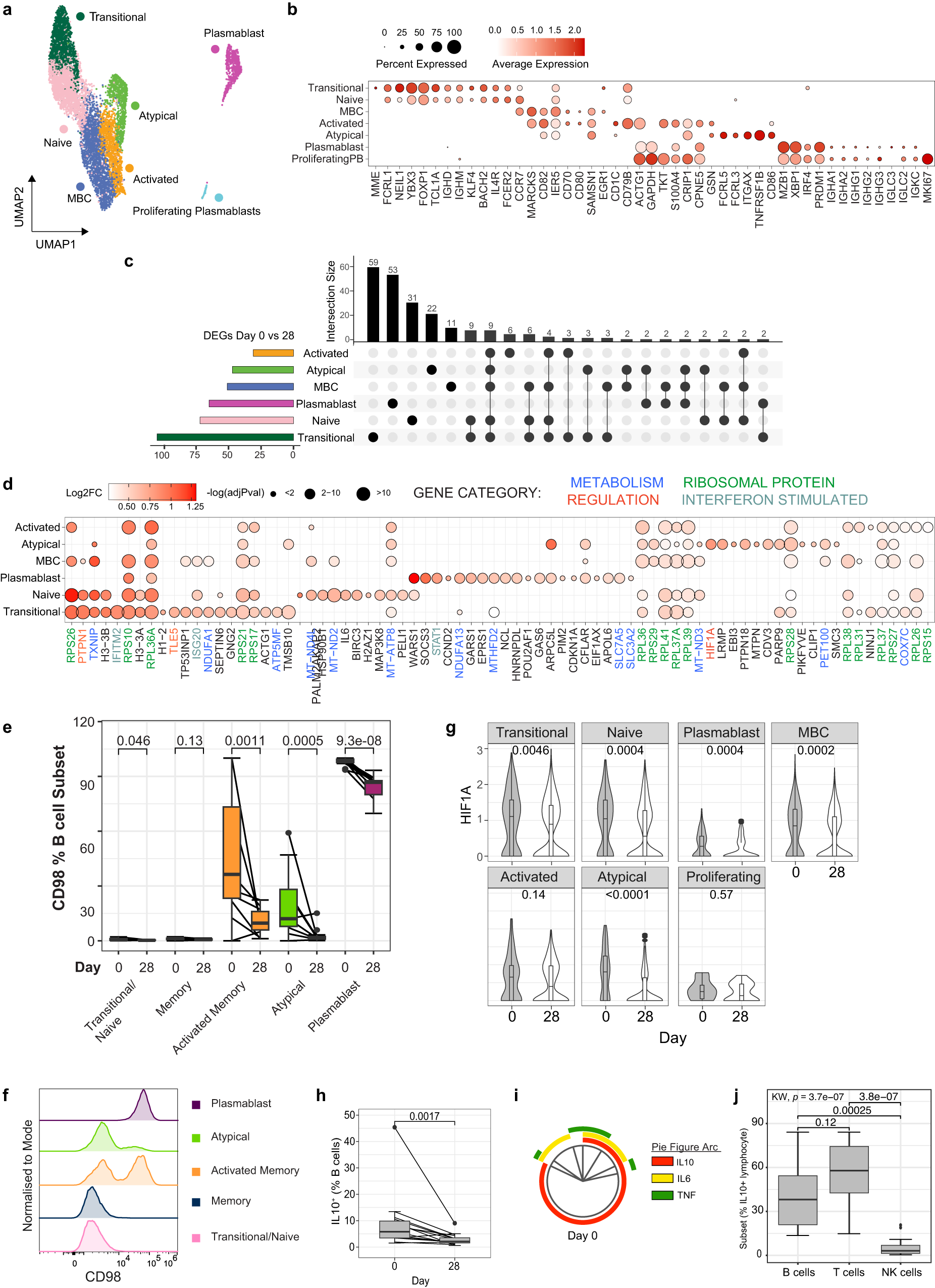 Fig. 6: B cell activation and induction of IL-10+ Bregs during infection.