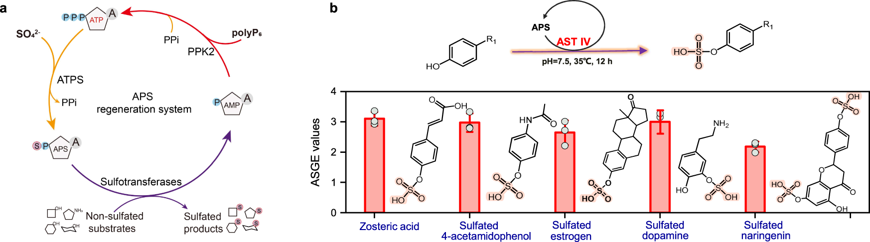 Fig. 5: Construction of a refined sulfonate regeneration system mediated by APS.