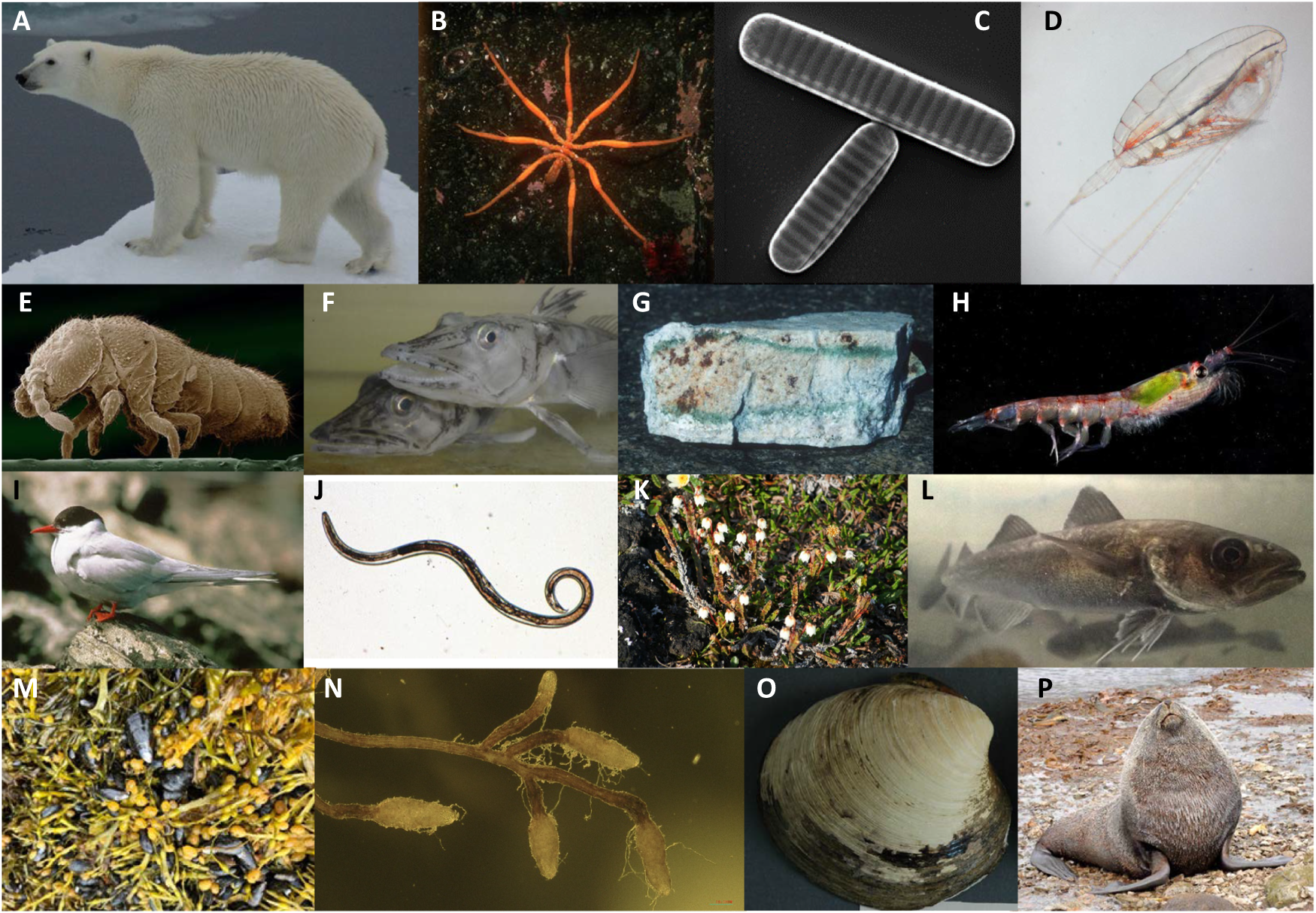 Fig. 2: Examples of polar species with unique adaptations.