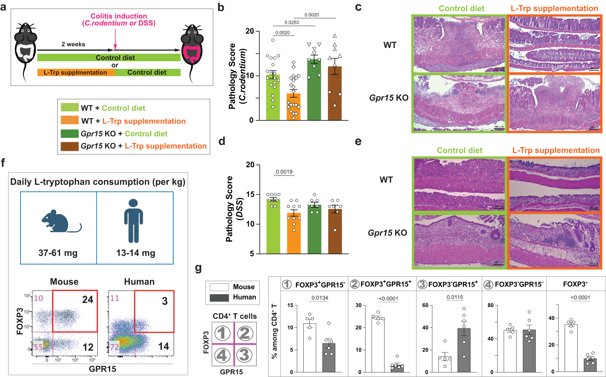 Fig. 6: L-Trp supplementation reduces the future risk of developing colitis through GPR15.