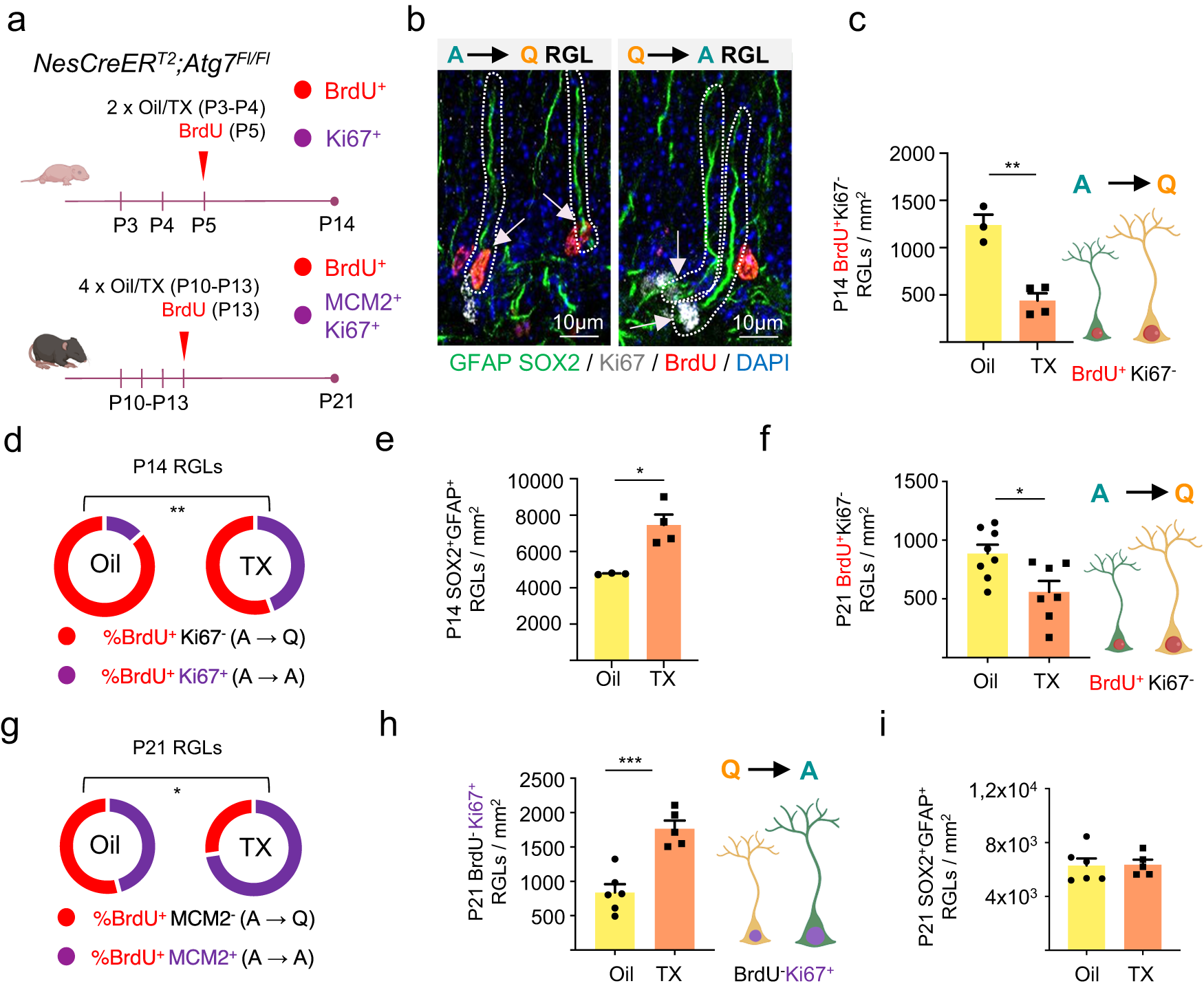 Fig. 5: The autophagy gene Atg7 is cell-autonomously required for the establishment of hippocampal radial glia-like (RGL) neural stem cell quiescence during postnatal development.