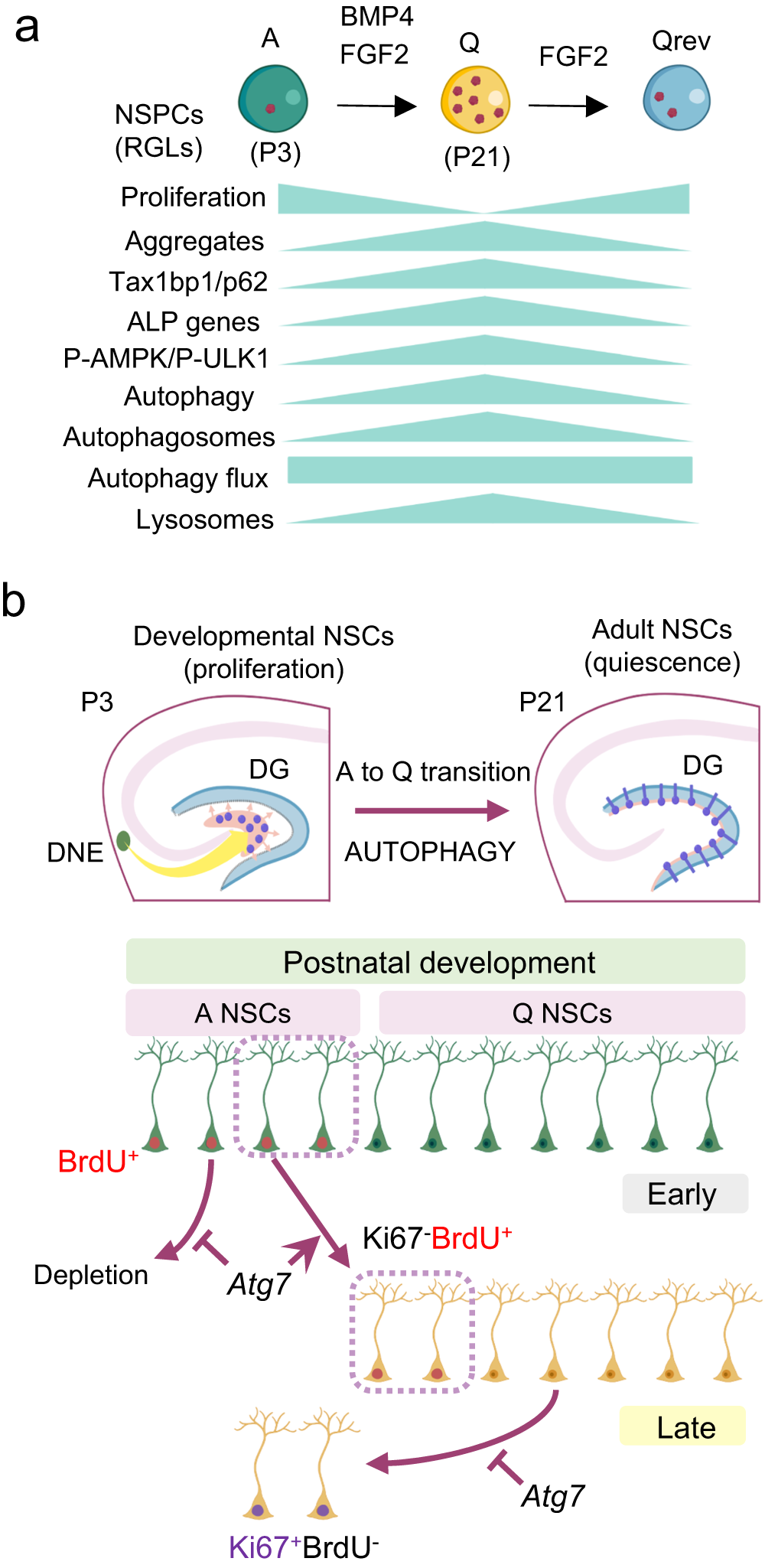 Fig. 6: Role of proteostasis and autophagy in the acquisition of NSC dormancy during development.