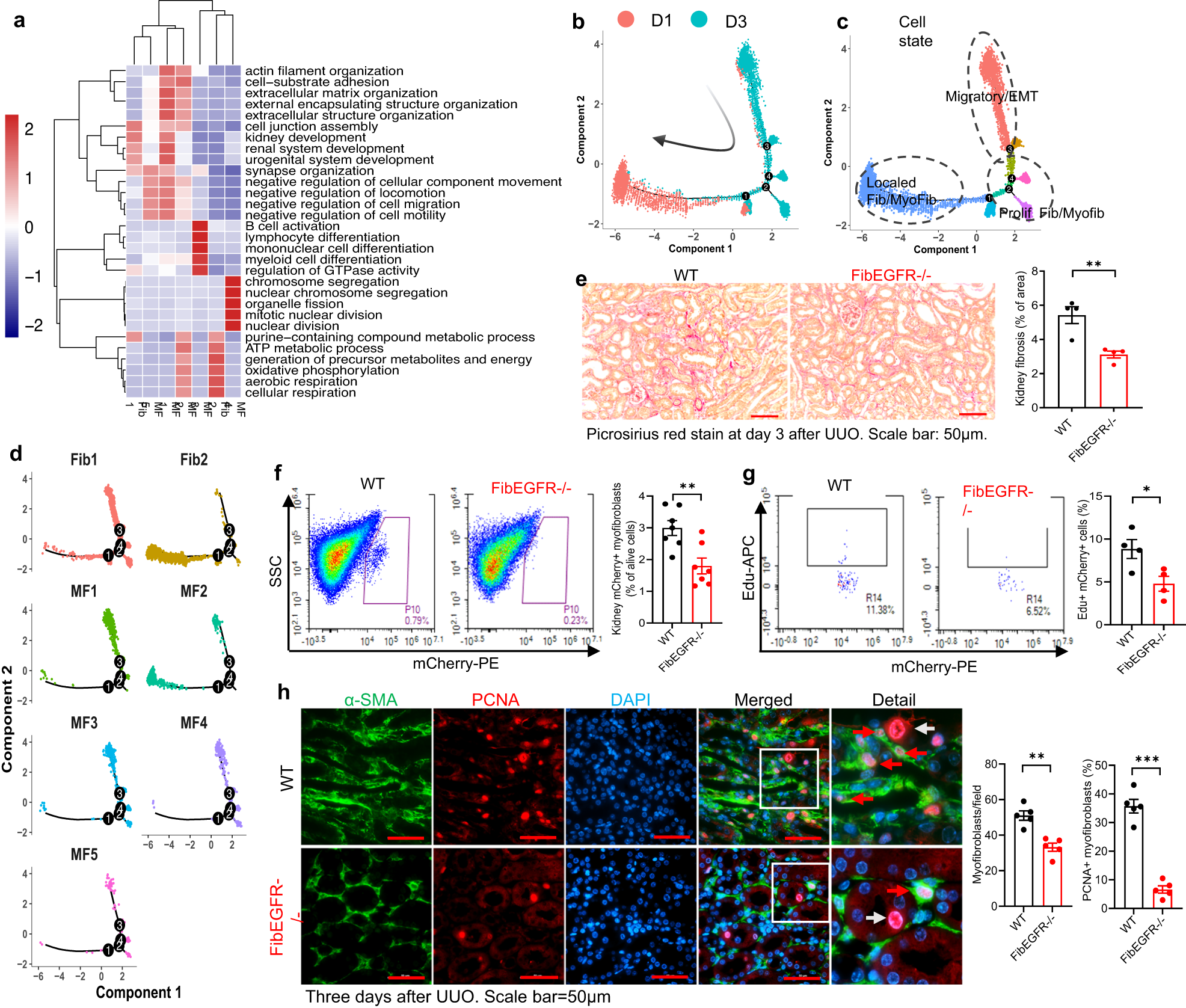 Fig. 8: Fibroblast EGFR deficiency led to less fibroblast proliferation in response to unilateral ureteral obstruction (UUO).