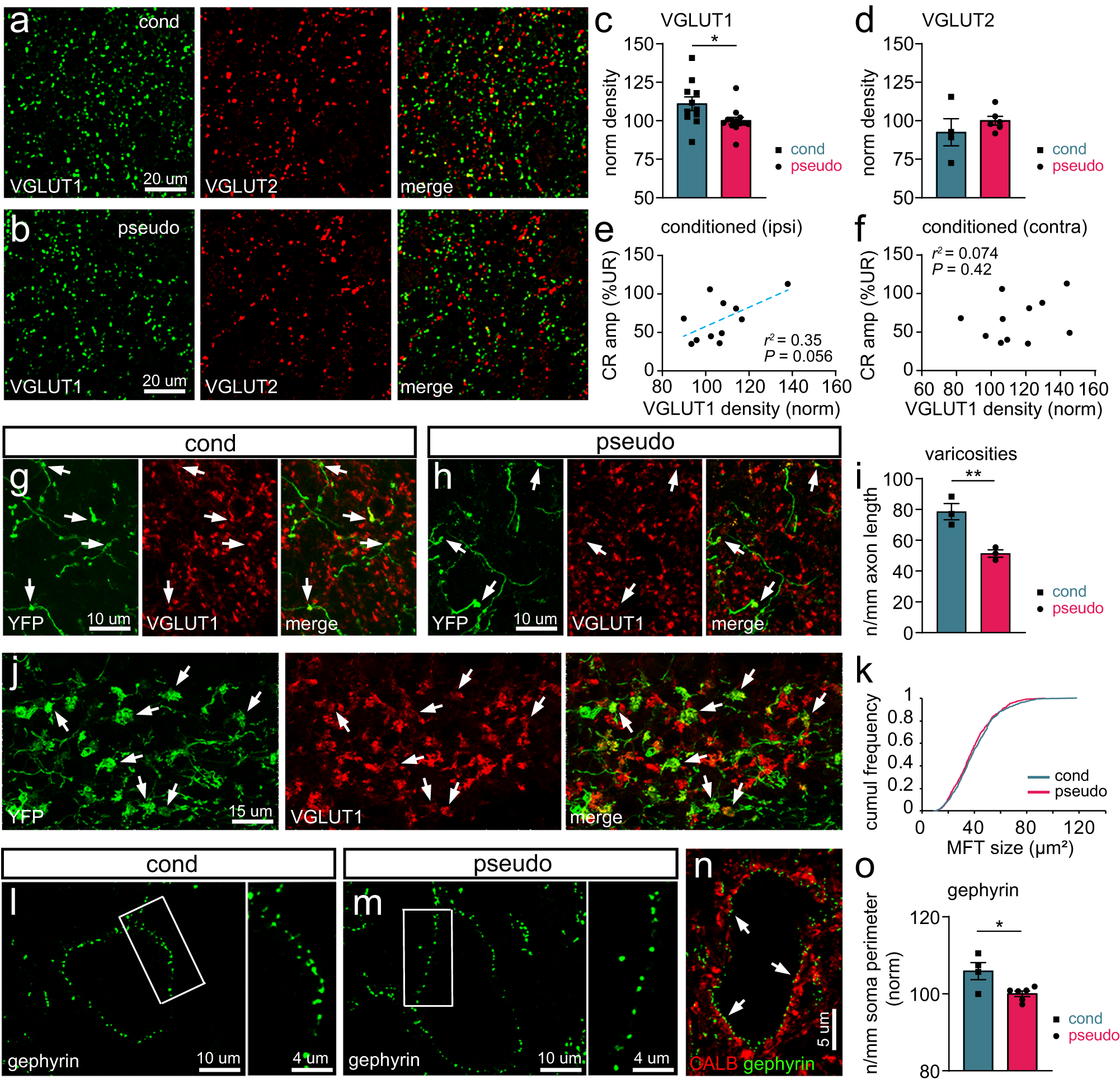 Fig. 2: Learning-induced changes in VGLUT1+ mossy fiber terminals and gephyrin+ inhibitory terminals.