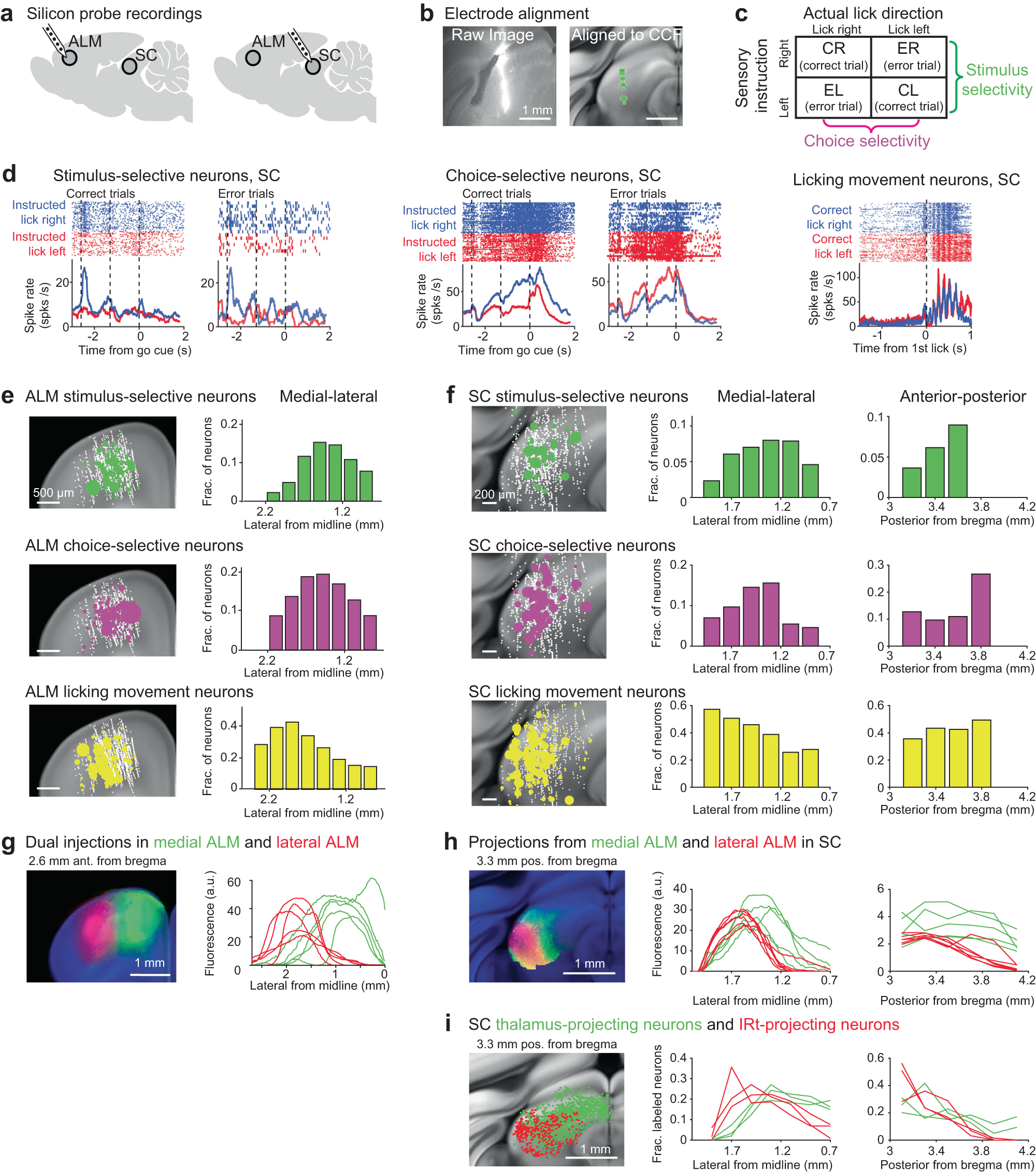 Fig. 2: Topographically organized ALM-SC circuits show a gradient of stimulus, choice, and movement activity.