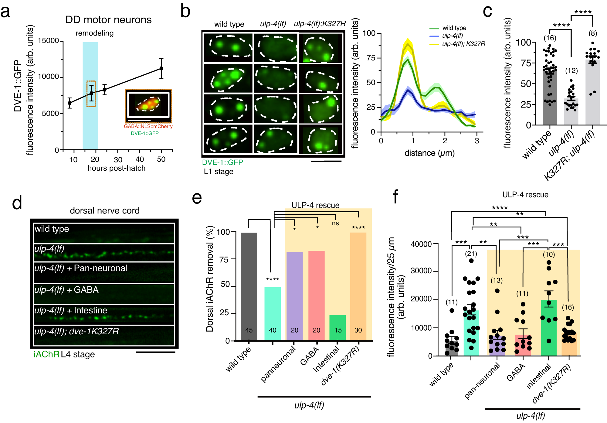 Fig. 6: The deSUMOylating peptidase ULP-4 regulates DVE-1 nuclear localization.