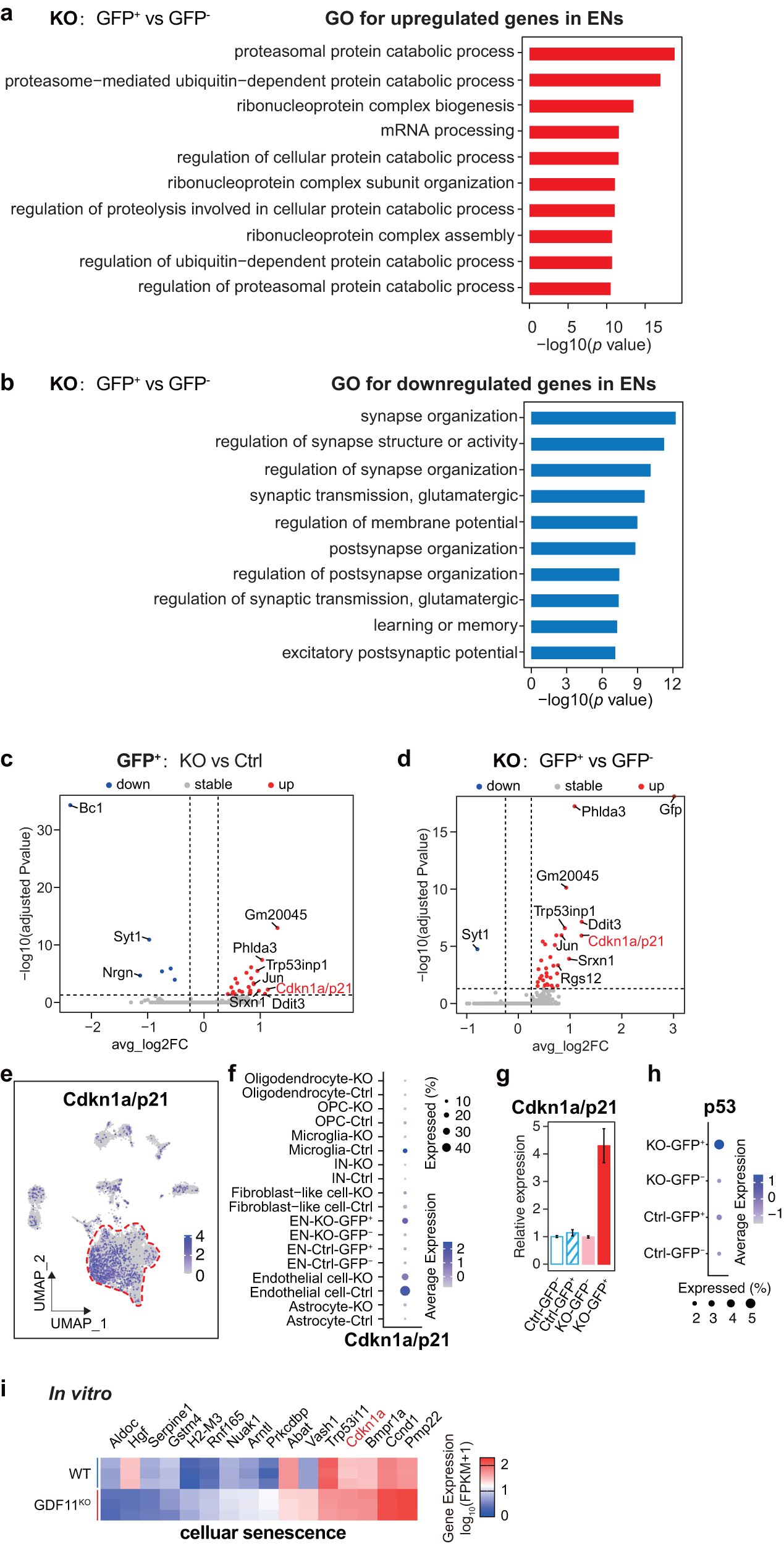 Fig. 6: Loss of GDF11 upregulates p21 both in vivo and in vitro.