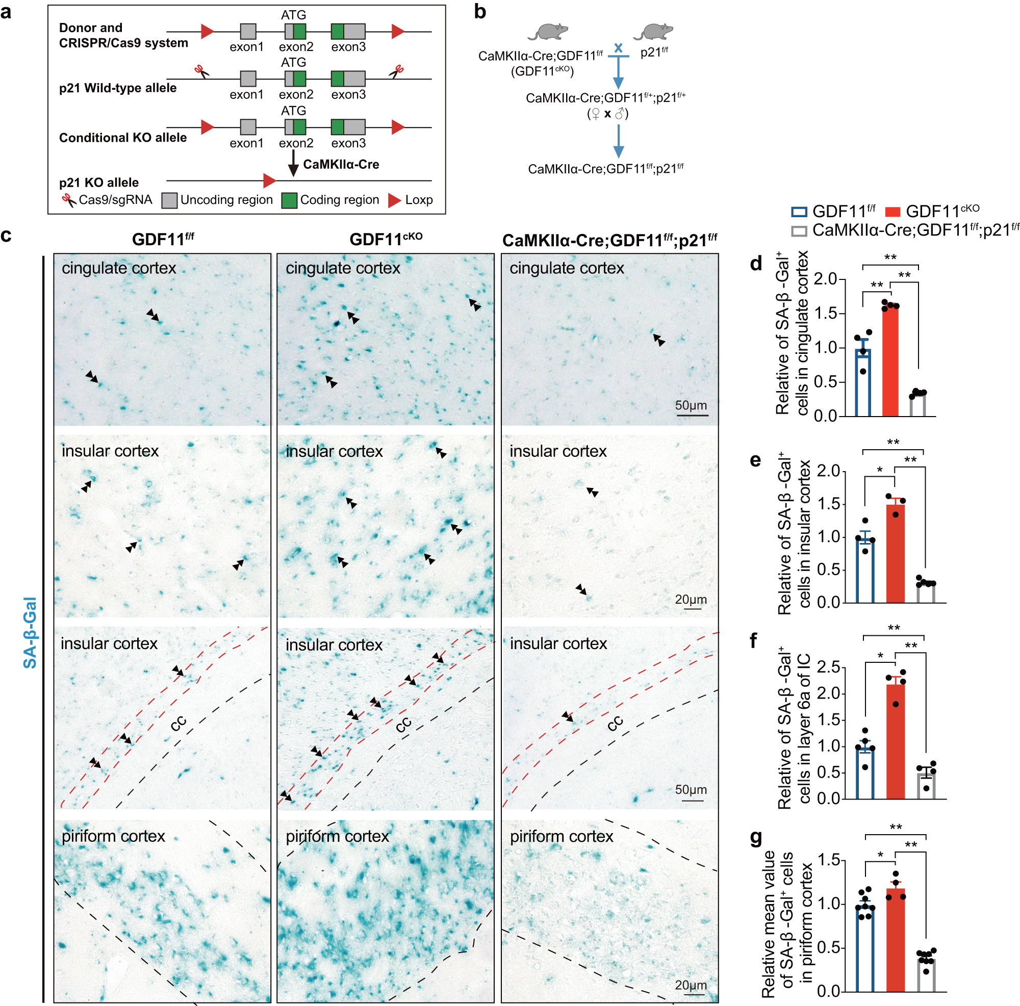 Fig. 7: In vivo selective deletion of GDF11 in excitatory neurons induced their own senescence requires p21.