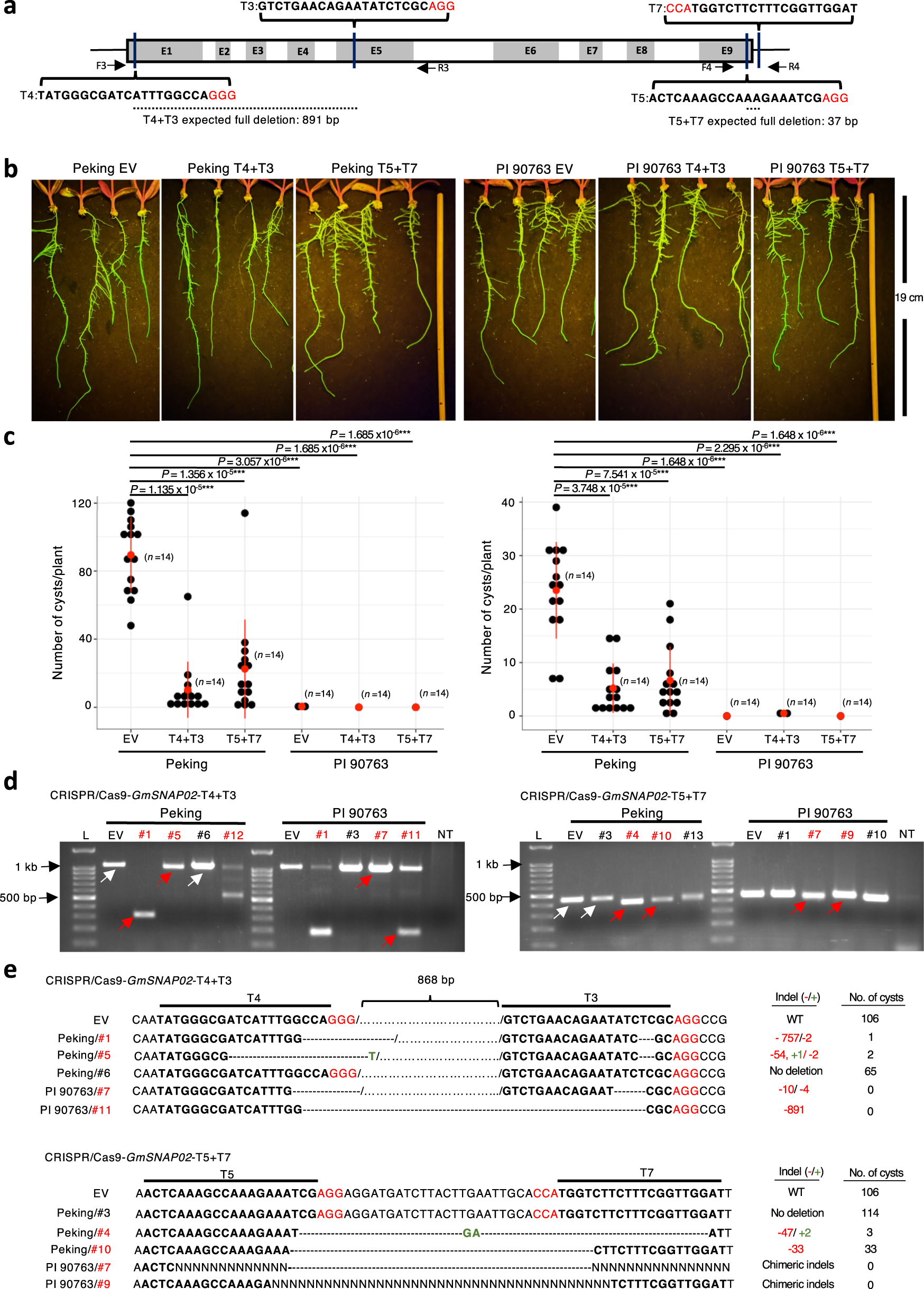Fig. 4: Functional validation of GmSNAP02 in resistance to SCN using CRISPR/Cas9.