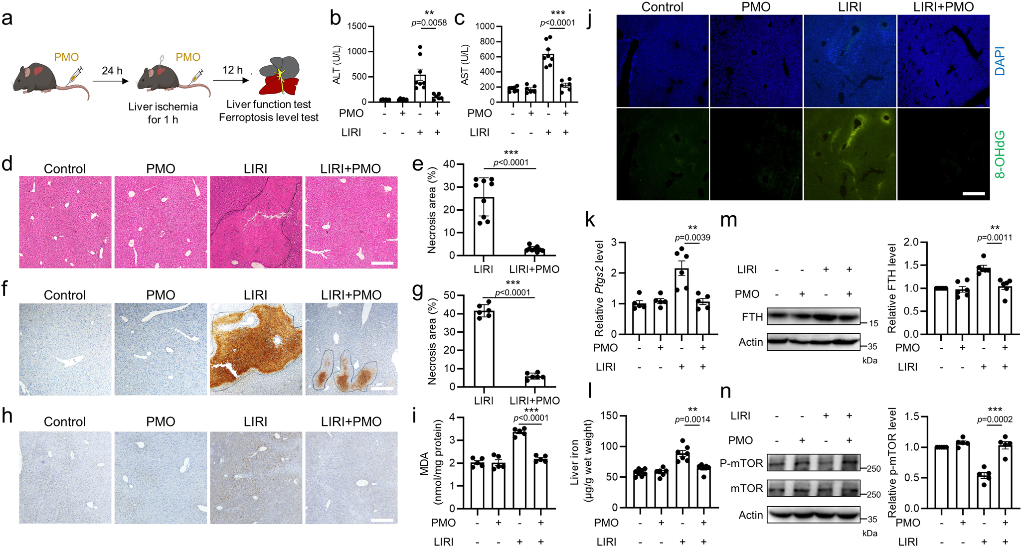 Fig. 8: PMO alleviate liver ischemia/reperfusion injury.