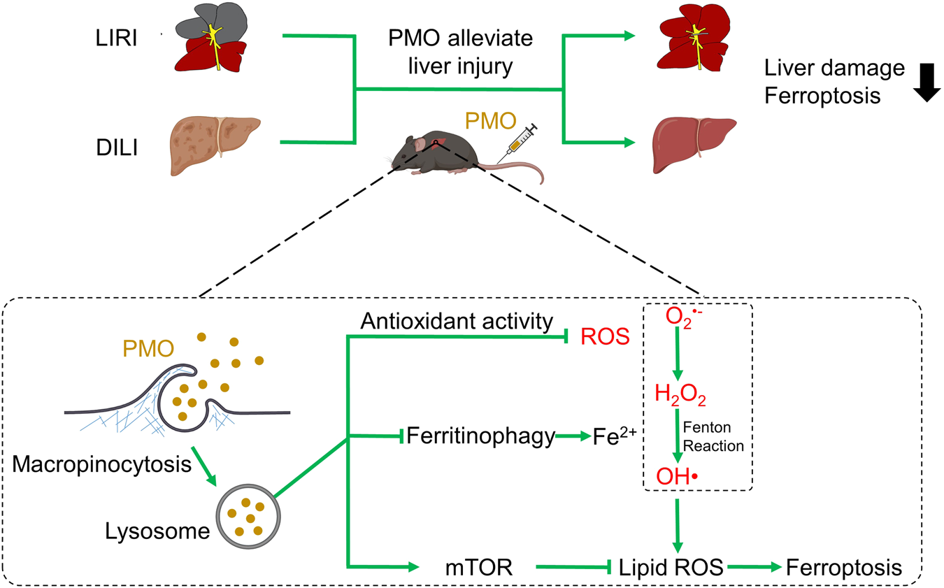 Fig. 9: Schematic illustration of PMO in counteracting ferroptosis and alleviating liver injury.