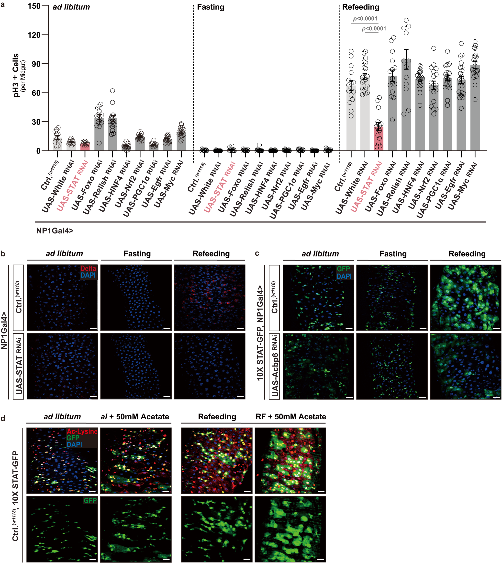 Fig. 5: Acbp6-mediated acetyl-CoA metabolism dictates STAT92e function to regulate midgut proliferative homeostasis during nutrient adaptation.