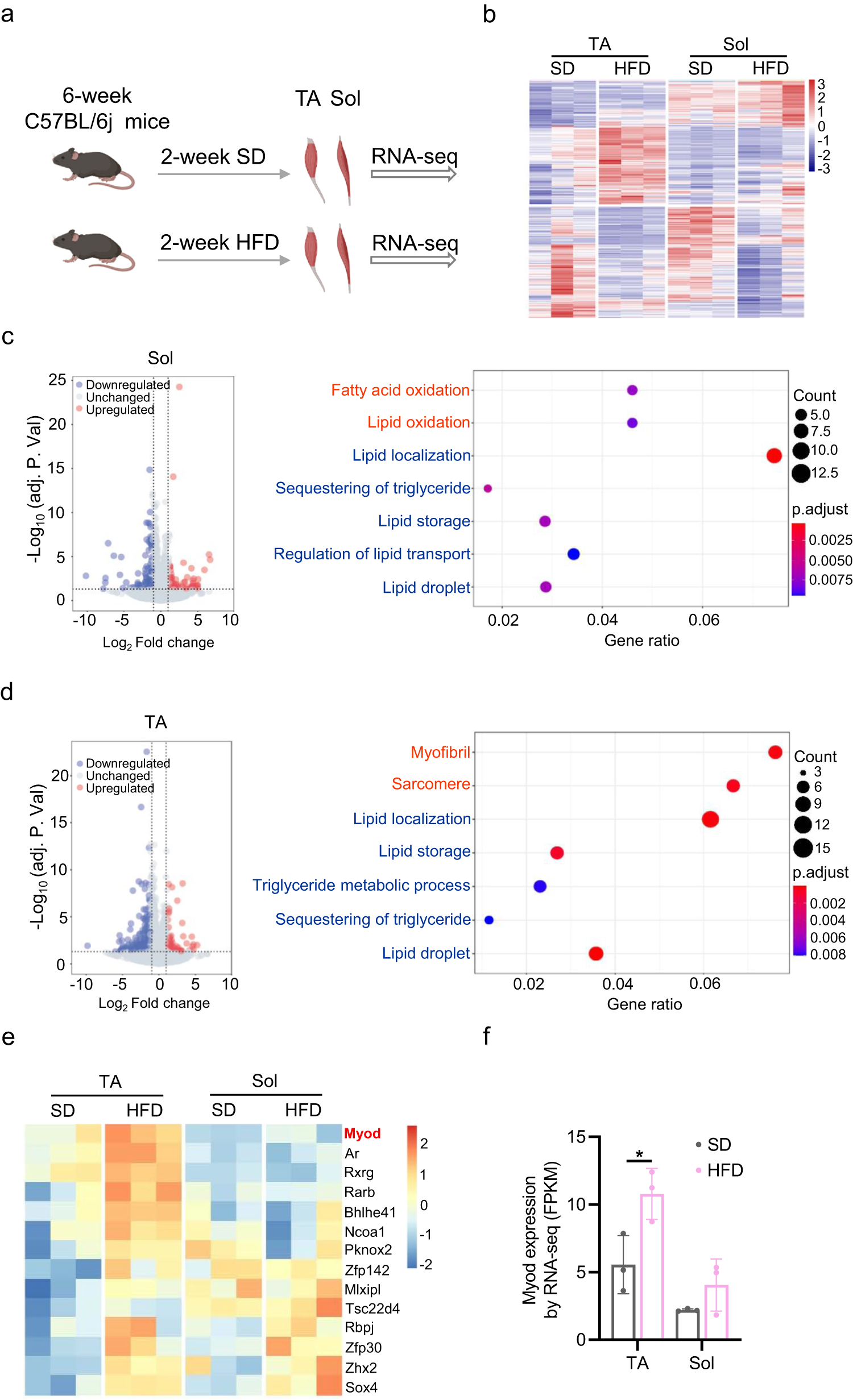 Fig. 1: Myod is upregulated in TA muscle, but not in Sol muscle, in response to HFD feeding.