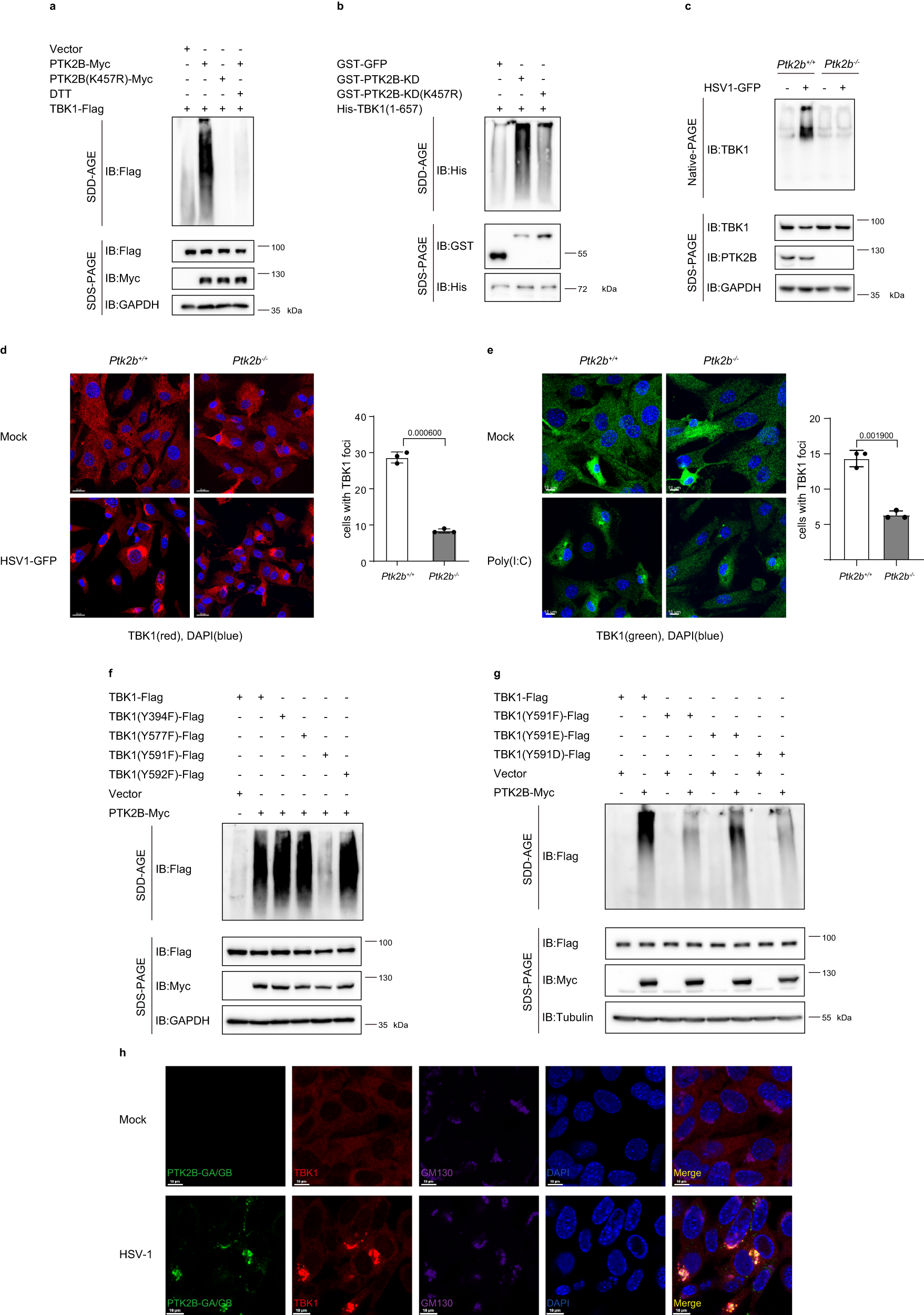 Fig. 5: PTK2B increases TBK1 oligomerization in a kinase-dependent manner.