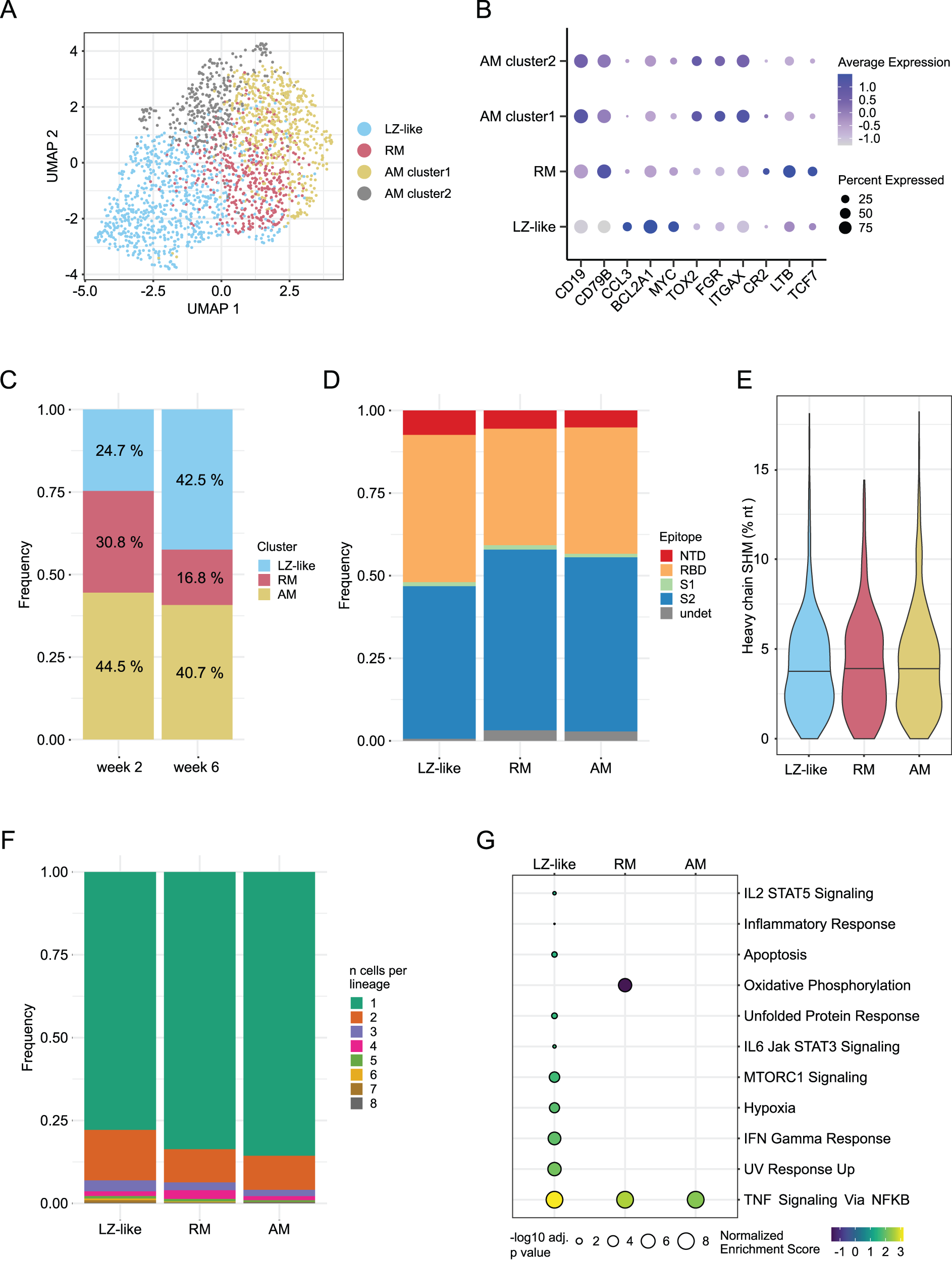 Fig. 4: B cell transcriptomics reveal a subset of highly activated cells that recently exited germinal centers.