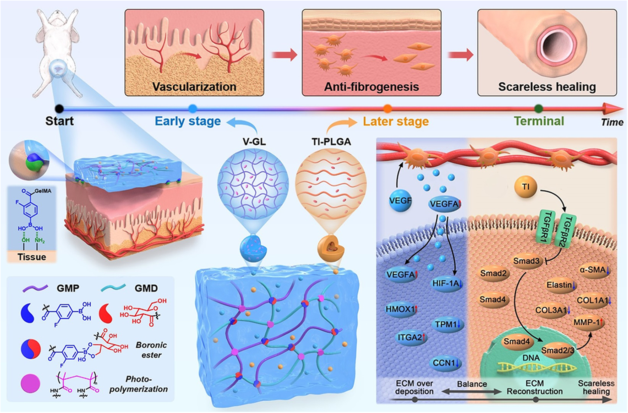 Four-dimensional hydrogel dressing adaptable to the urethral  microenvironment for scarless urethral reconstruction | Nature  Communications