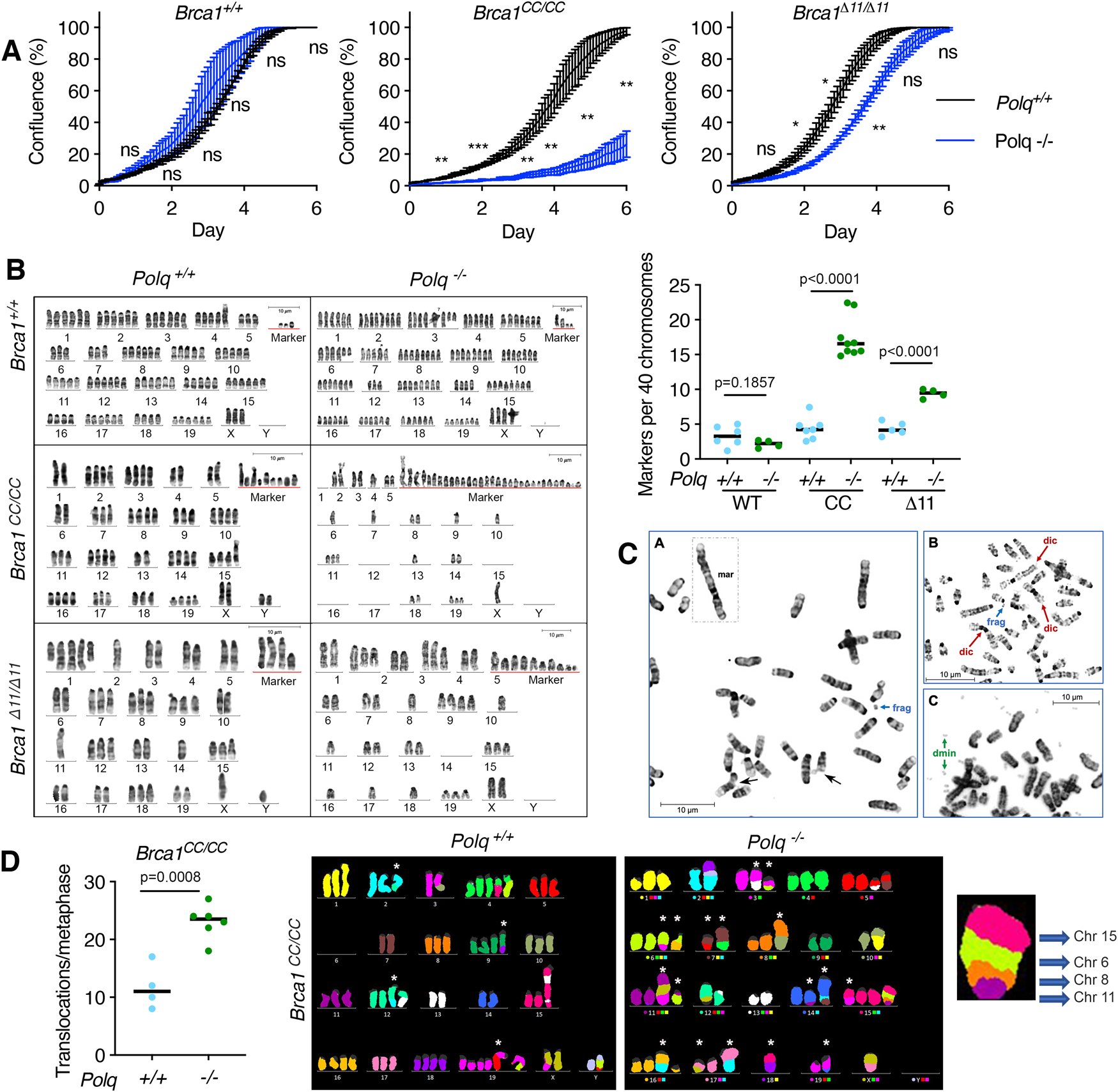 Fig. 2: Cell growth and chromosome analyses of Polq−/− genotypes.