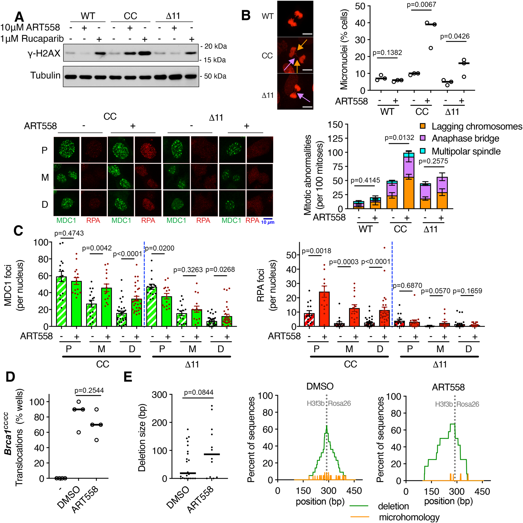 Fig. 5: DNA damage and translocations with ART558.