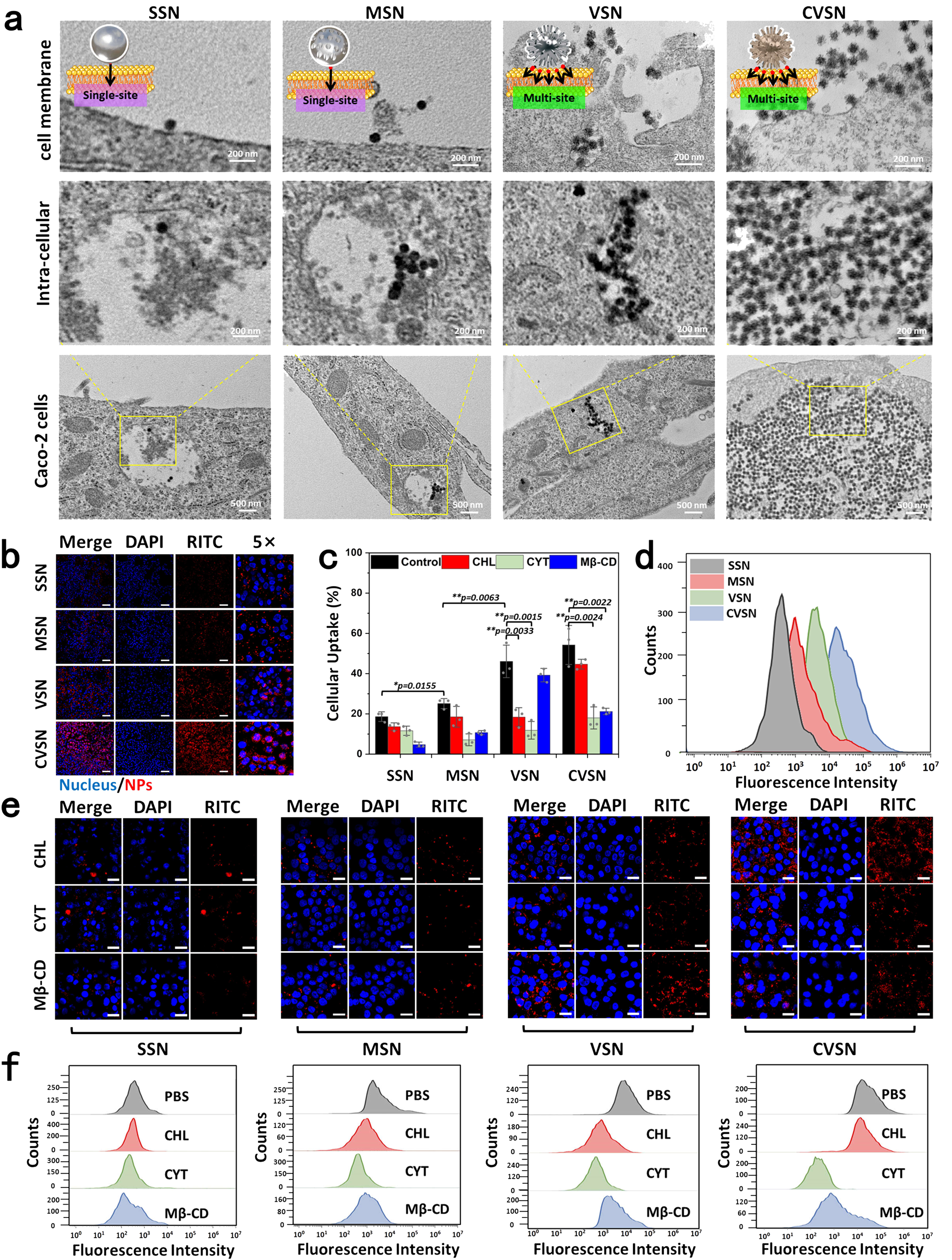 Fig. 6: Cellular uptake of NPs on Caco-2 cells.