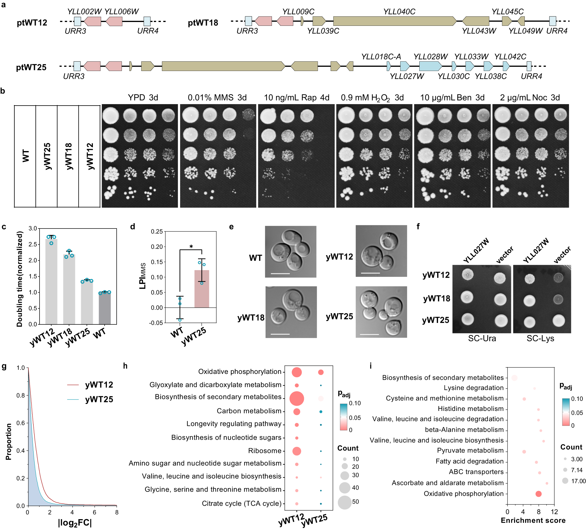 Fig. 3: Restoration of cell fitness using a simplified gene set.