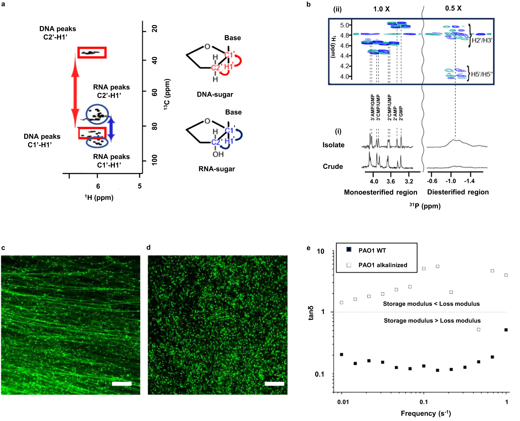 Fig. 1: Hydrolysis of RNA and not DNA results in loss of eDNA fibres and P. aeruginosa biofilm dissolution.