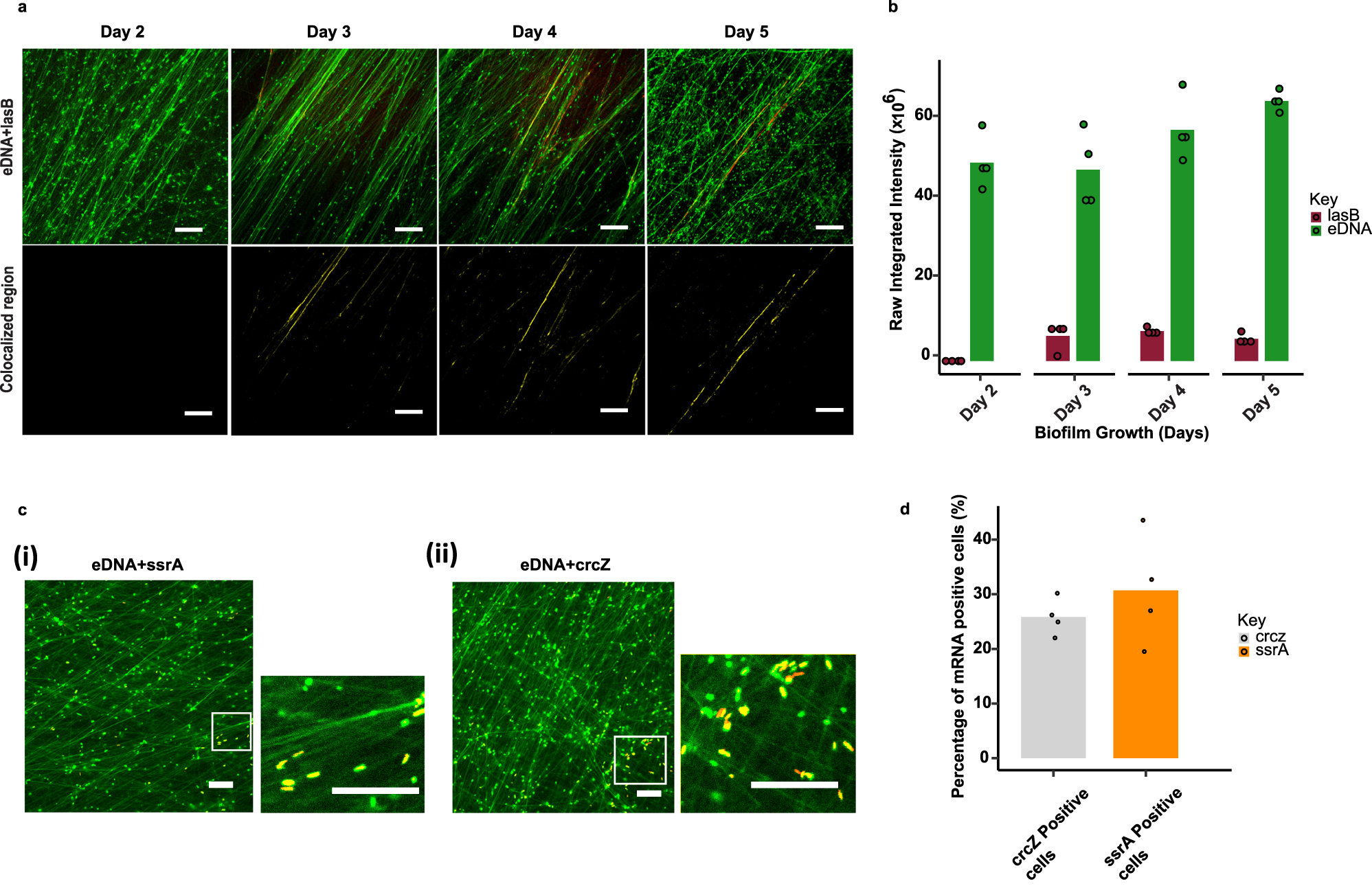 Fig. 4: lasB not required for eDNA fibres, and abundant iRNA are not seen in eDNA fibres.