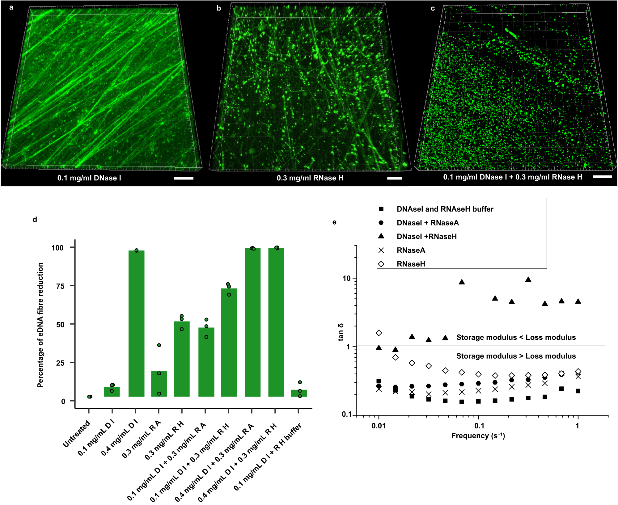 Fig. 6: Enzymatic digestion of eRNA leads to loss of eDNA fibres and loss of biofilm viscoelasticity.