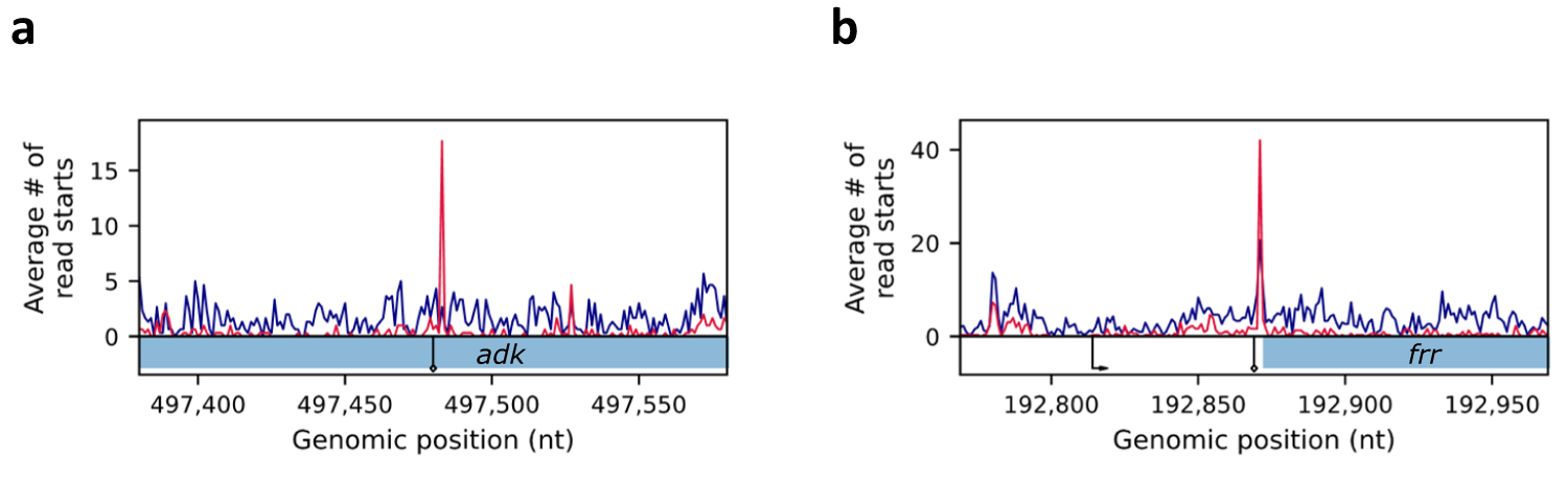 Fig. 6: Examples of 3’ termini identified in the term-seq dataset but not in the RNAtag-seq dataset.