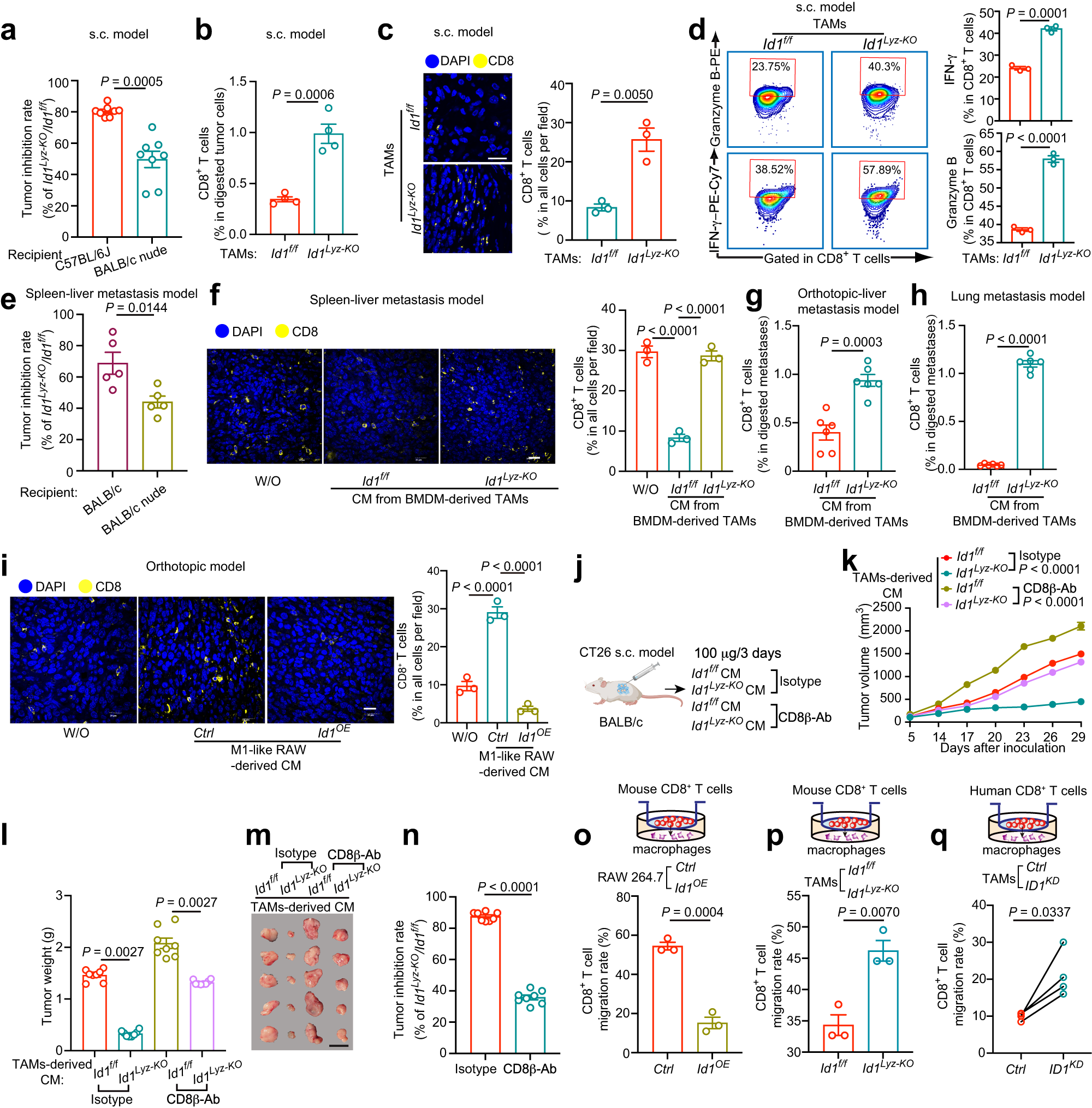 Fig. 3: ID1-expressing TAMs promote CRC progression partially through inhibiting CD8+ T cell recruitment.