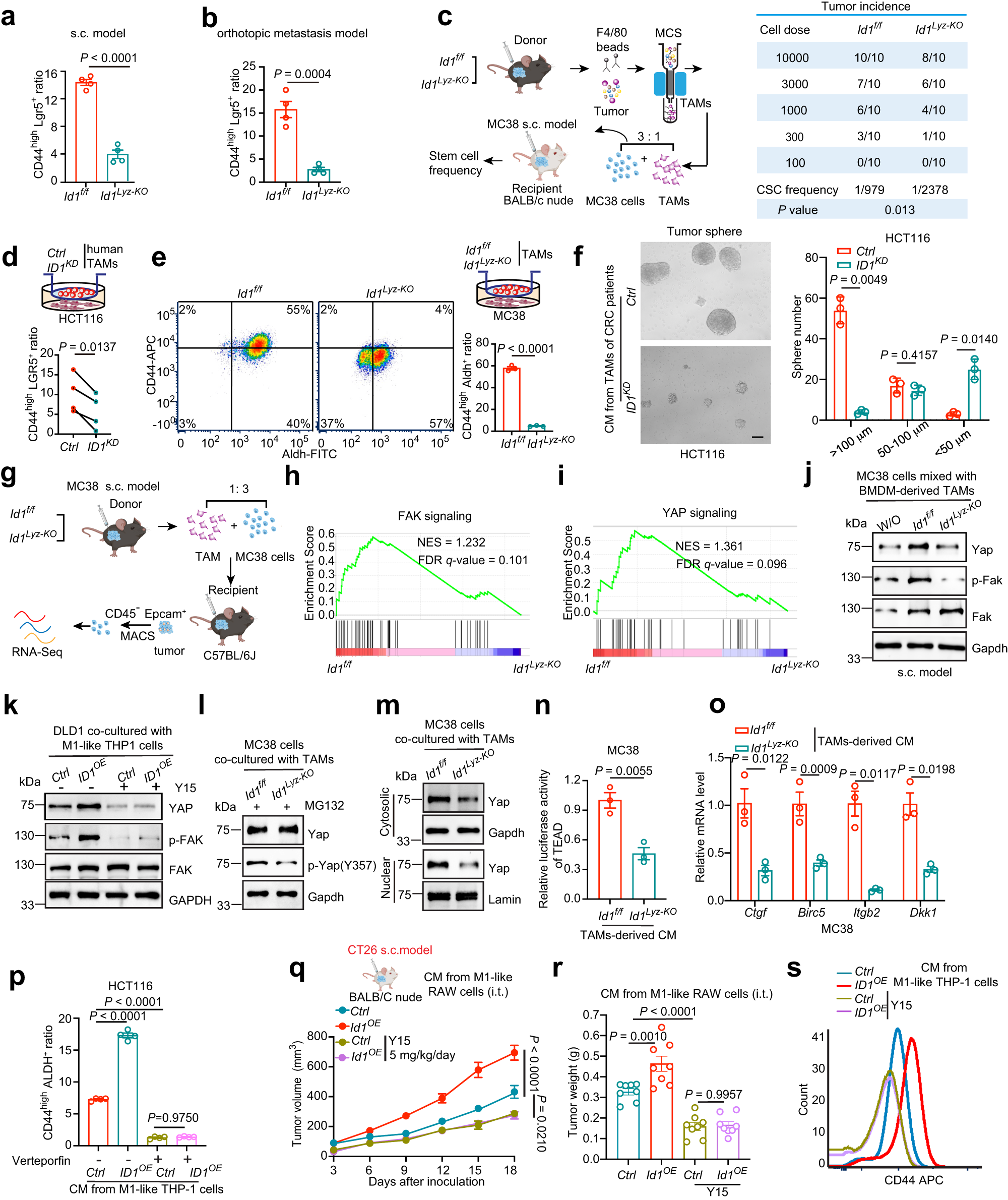 Fig. 4: ID1-expressing TAMs are essential for the maintenance of CRC stemness traits through activating FAK-YAP signaling.