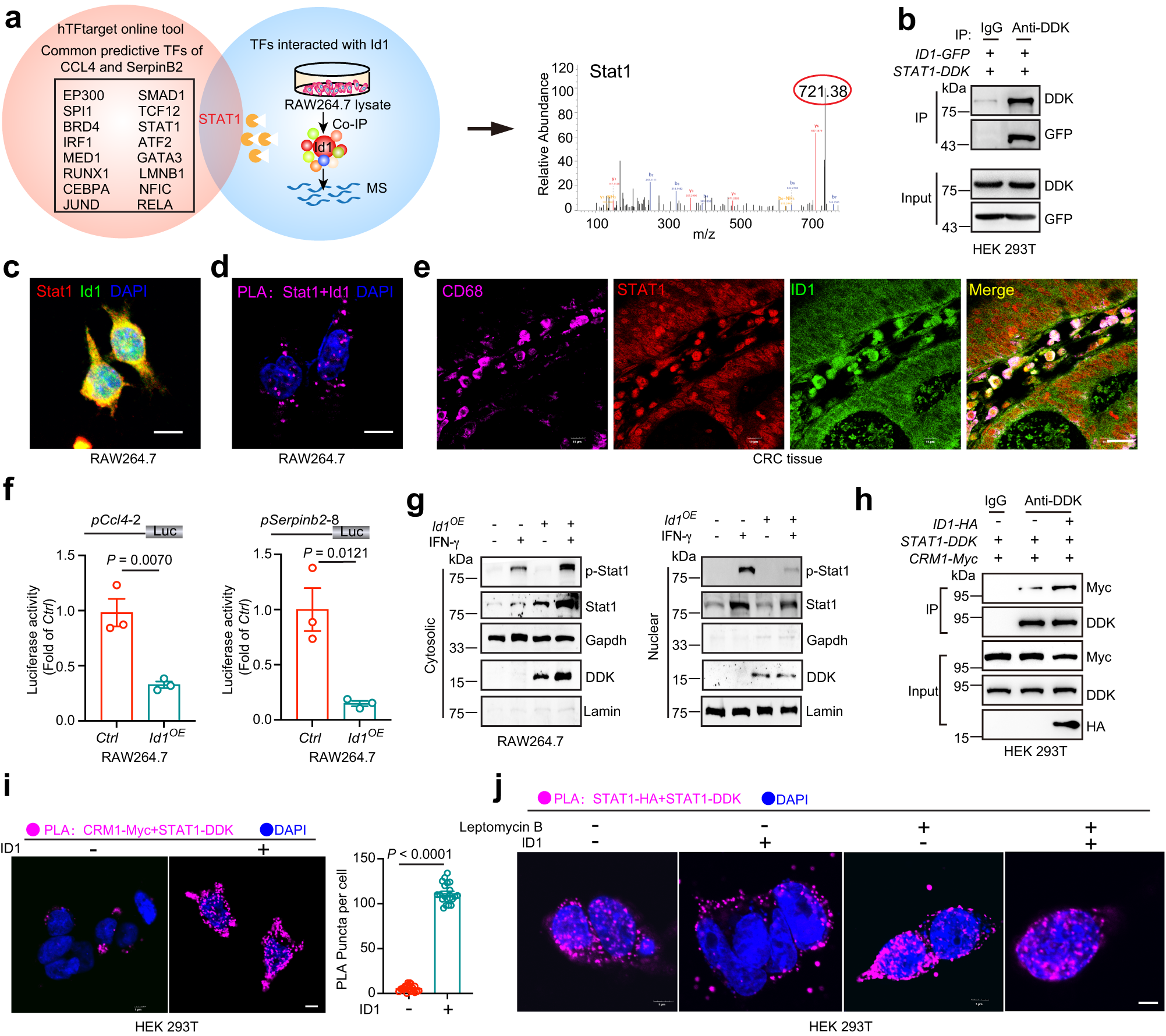 Fig. 6: ID1 interacts with STAT1 to inhibit the transcription of CCL4 and SerpinB2.