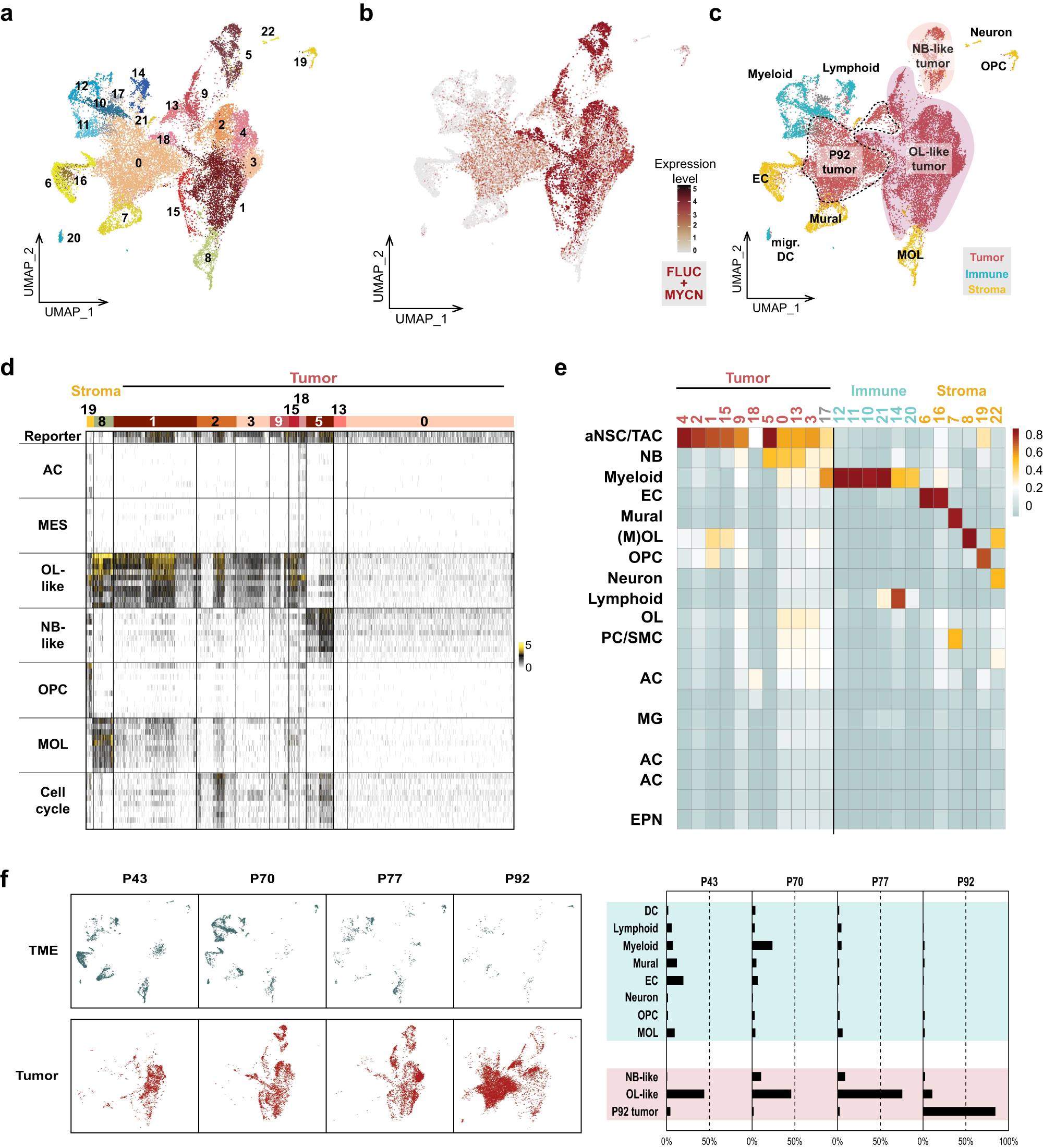 Fig. 4: Mouse HGG-MYCN reveal a high intratumoral heterogeneity with oligodendroglial and neural cell populations and a time-resolved change in tumor composition.