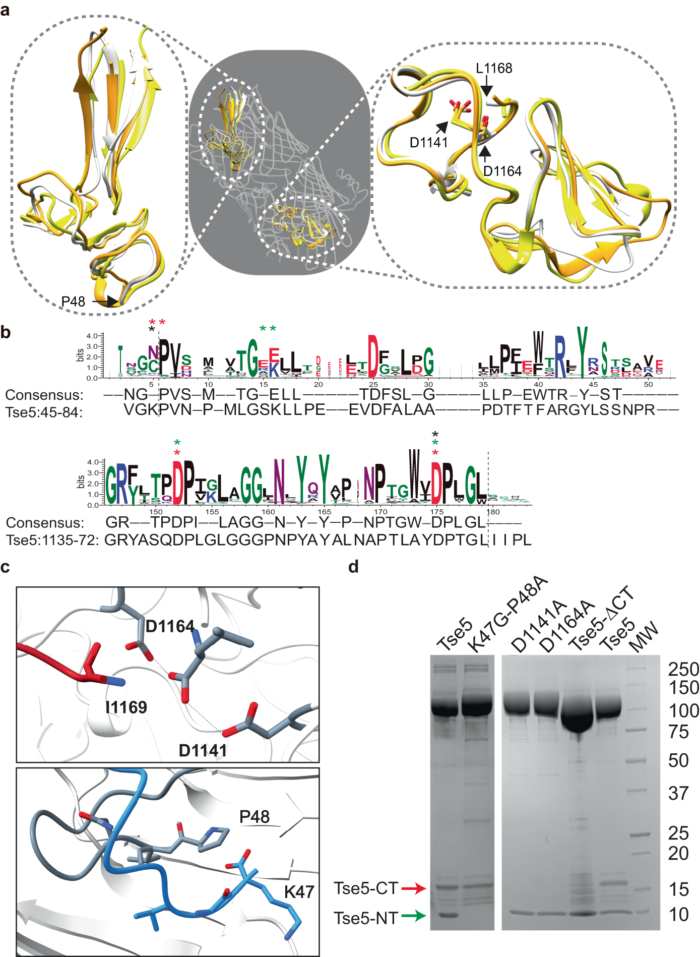 Fig. 3: Differential requirement of Tse5-CT and Tse5-NT cleavage for toxin activity.