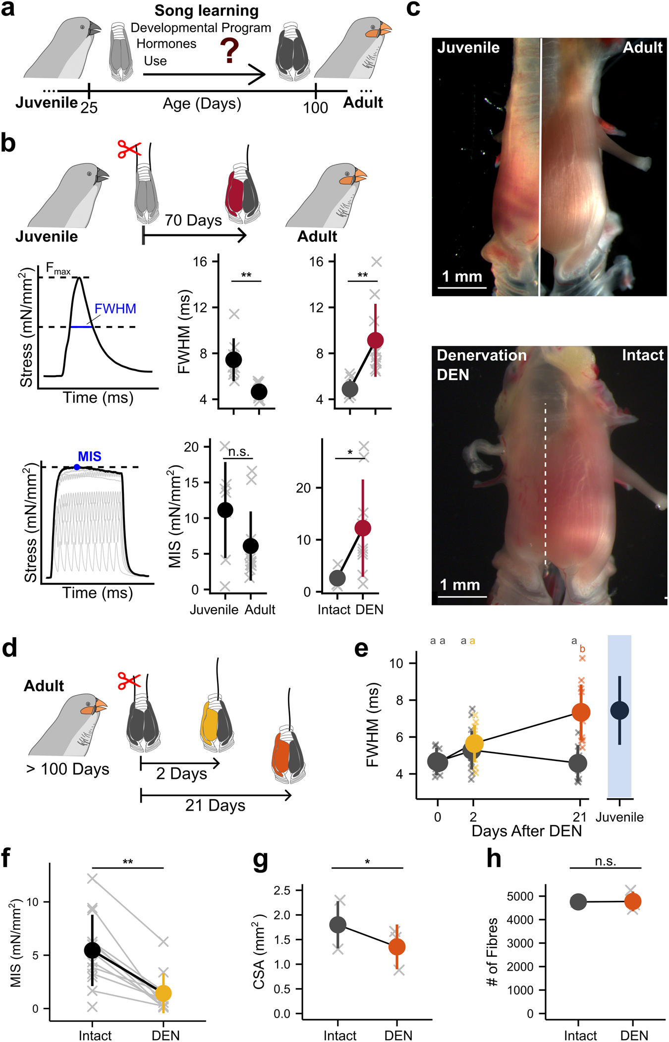 Daily vocal exercise is necessary for peak performance singing in a  songbird | Nature Communications