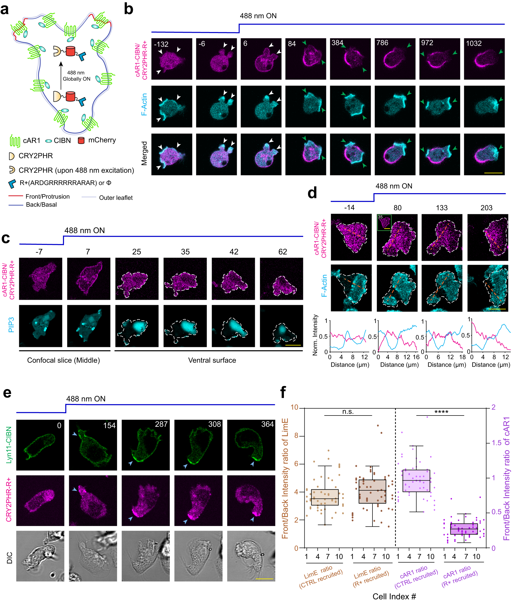 Fig. 7: Effect of the acute manipulation of membrane region specific affinity of different lipid-anchored and integral membrane proteins.