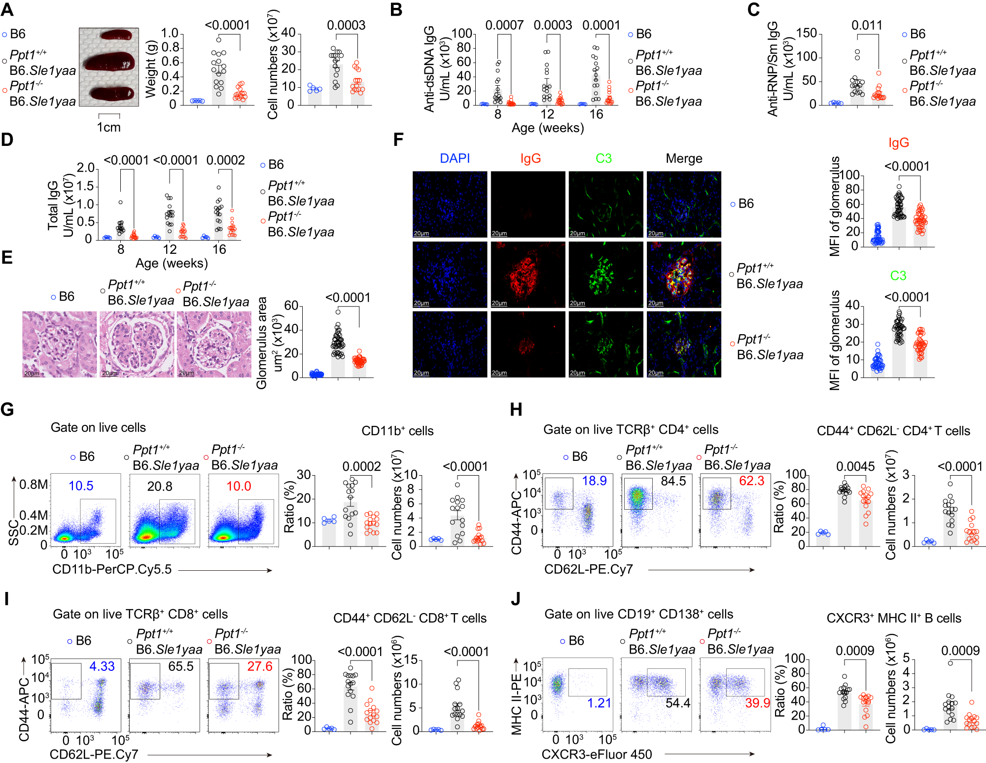 Fig. 1: PPT1 deficiency protects SLE mice from autoantibodies and nephritis.