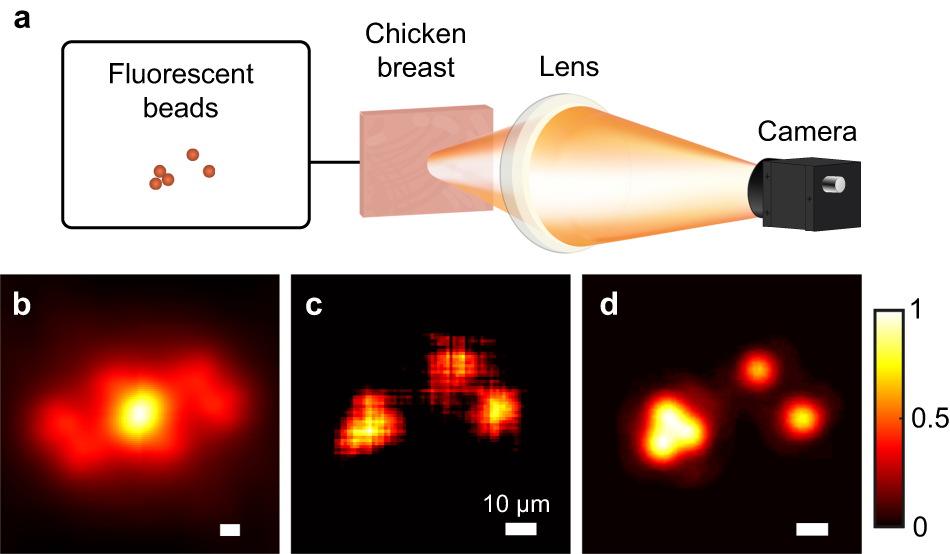 Fig. 4: Imaging of fluorescent beads through a chicken breast.