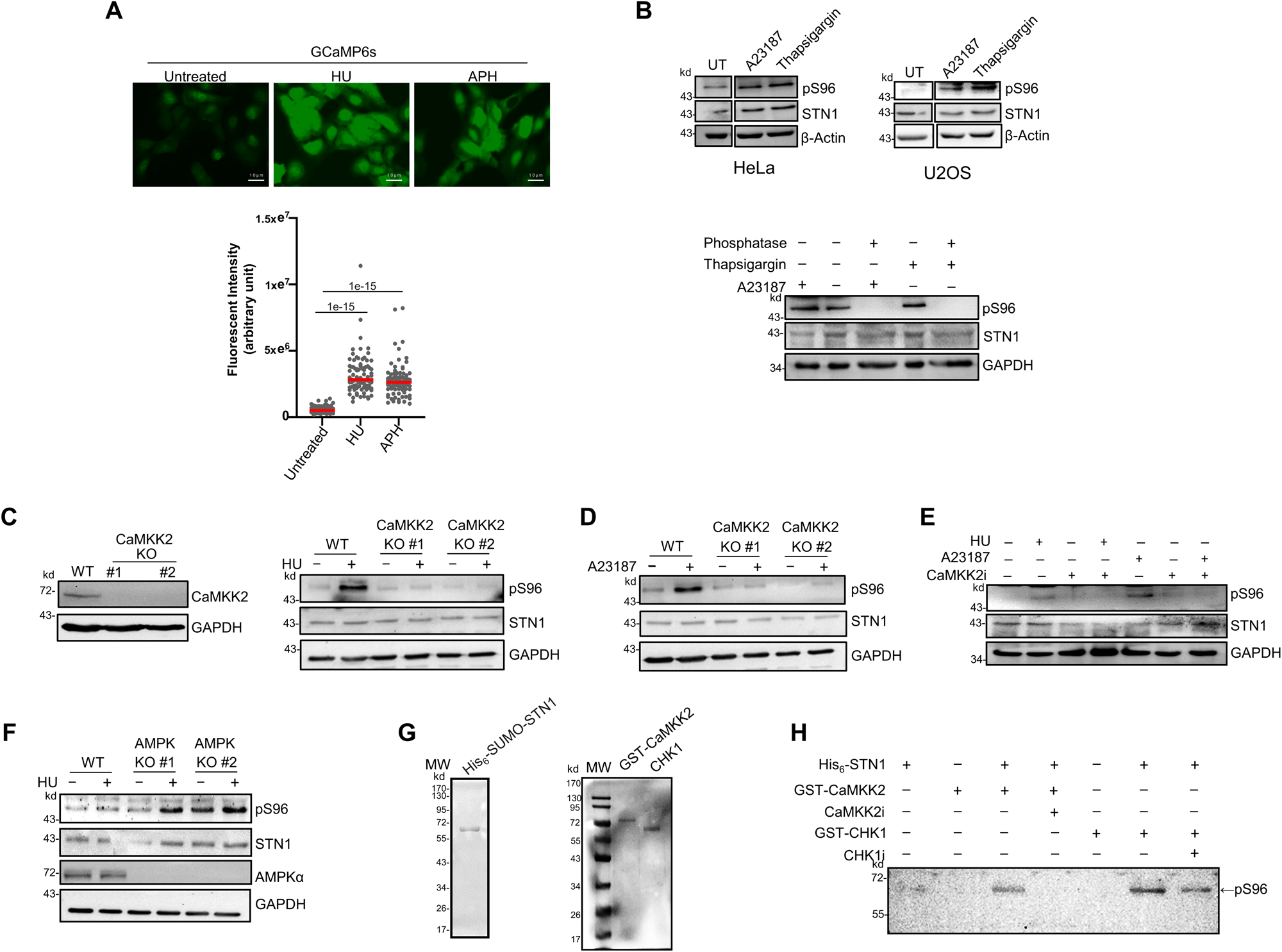 Fig. 4: CaMKK2 phosphorylates STN1 S96 in response to Ca2+ concentration increase and HU treatment.