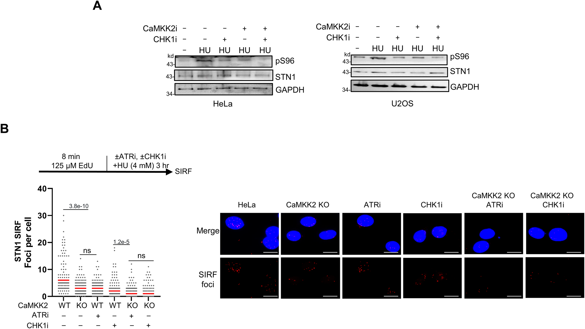 Fig. 5: ATR-CHK1 and CaMKK2 phosphorylate STN1 independently.