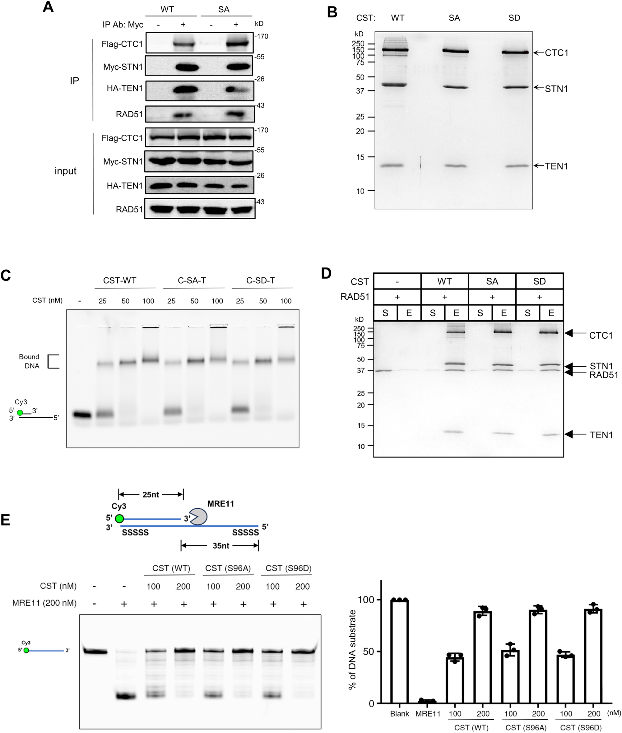 Fig. 7: In vitro, S96 phosphorylation has no impact on CST complex formation, CST interaction with RAD51, binding to DNA, or inhibiting MRE11 degradation.