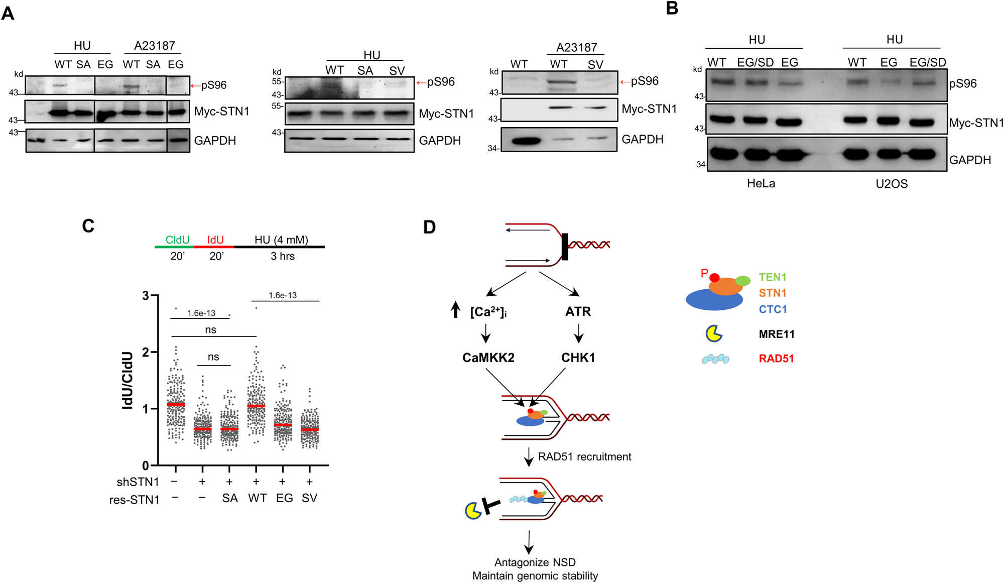 Fig. 8: Cancer-associated STN1 mutations impair STN1 phosphorylation and fork stability.