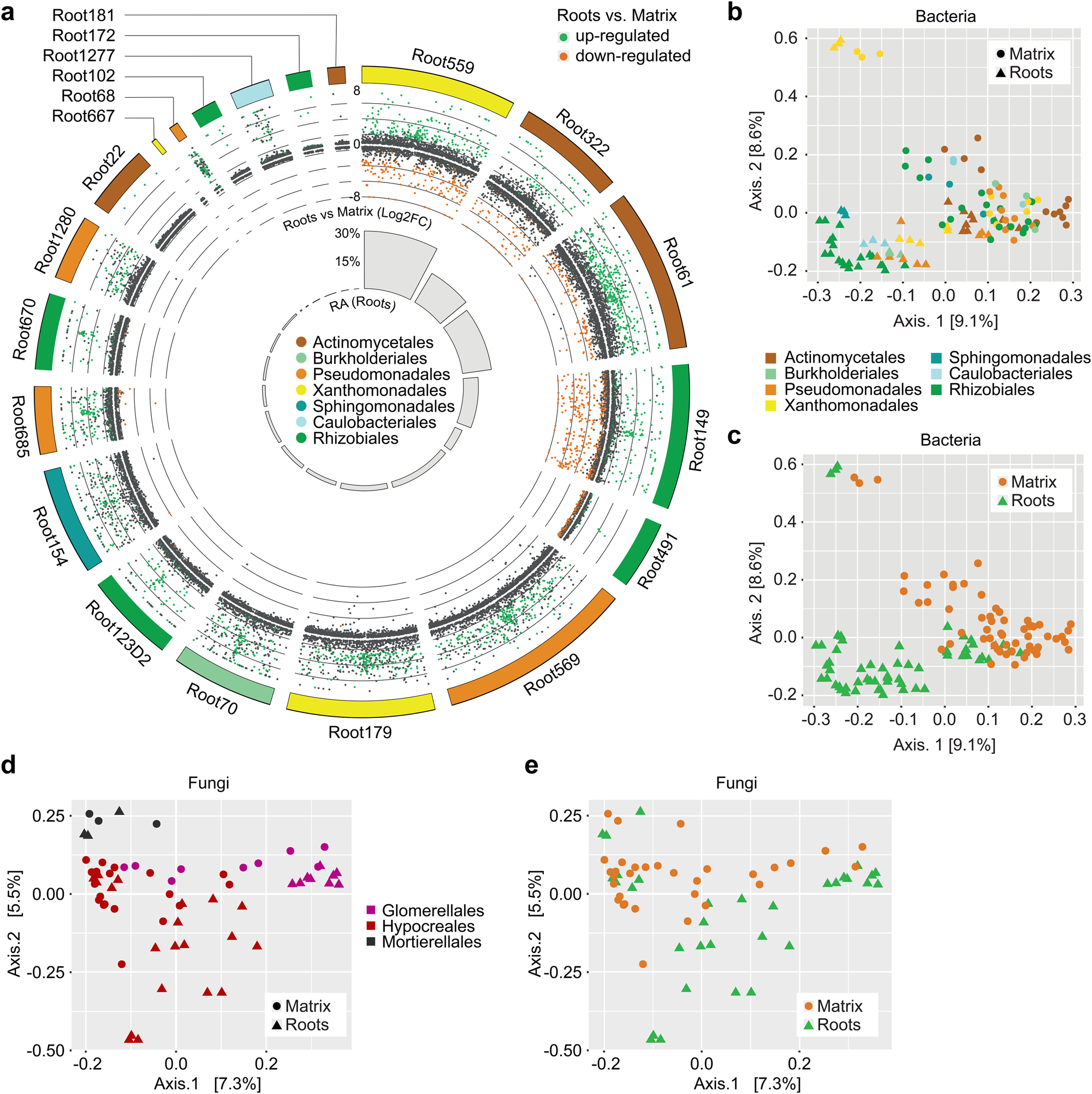 Fig. 3: Differential gene expression between roots and peat matrix for robust bacterial root colonizers.