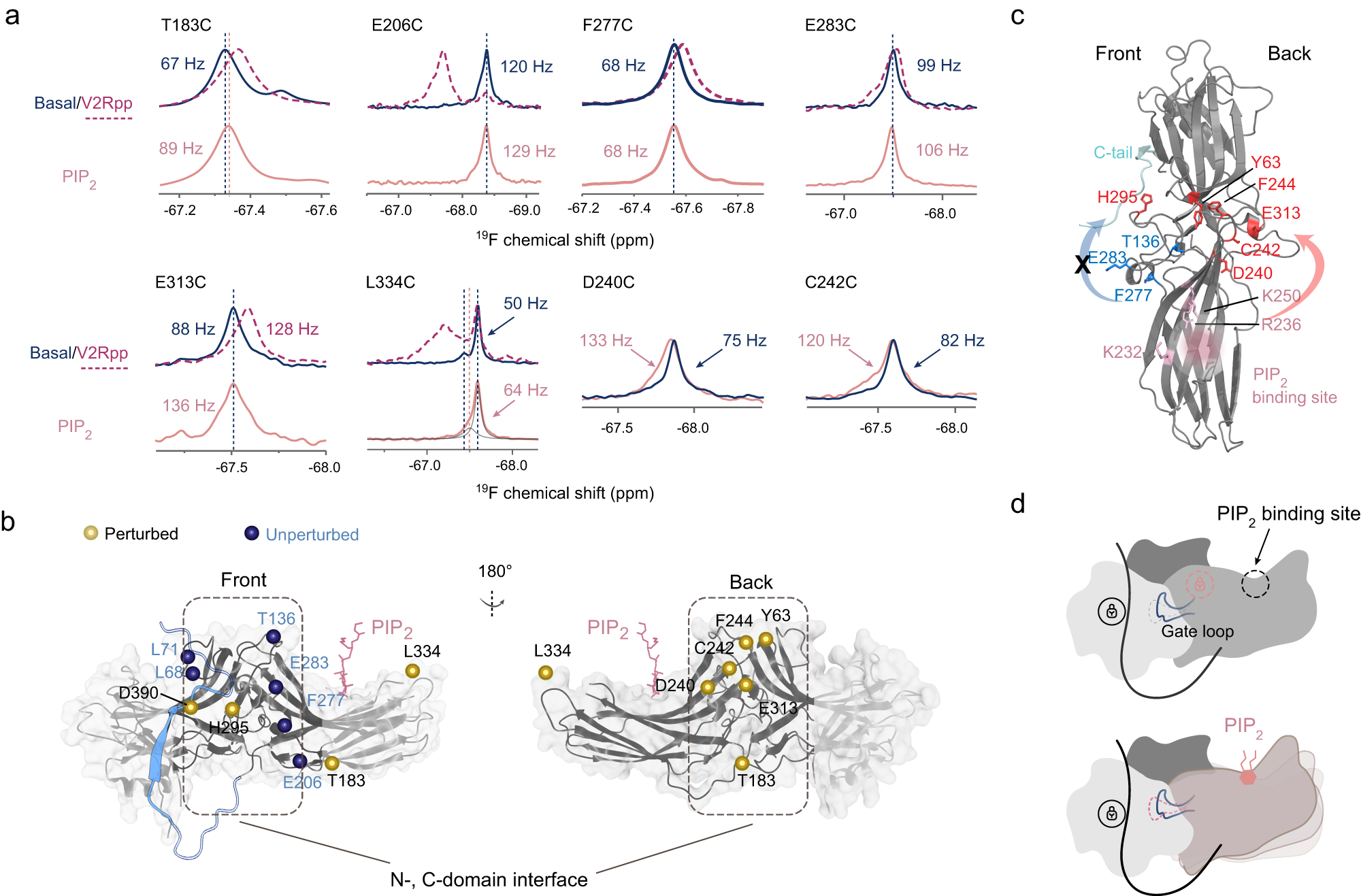 Fig. 4: Mechanism of PIP2-induced βarr1 partial activation.