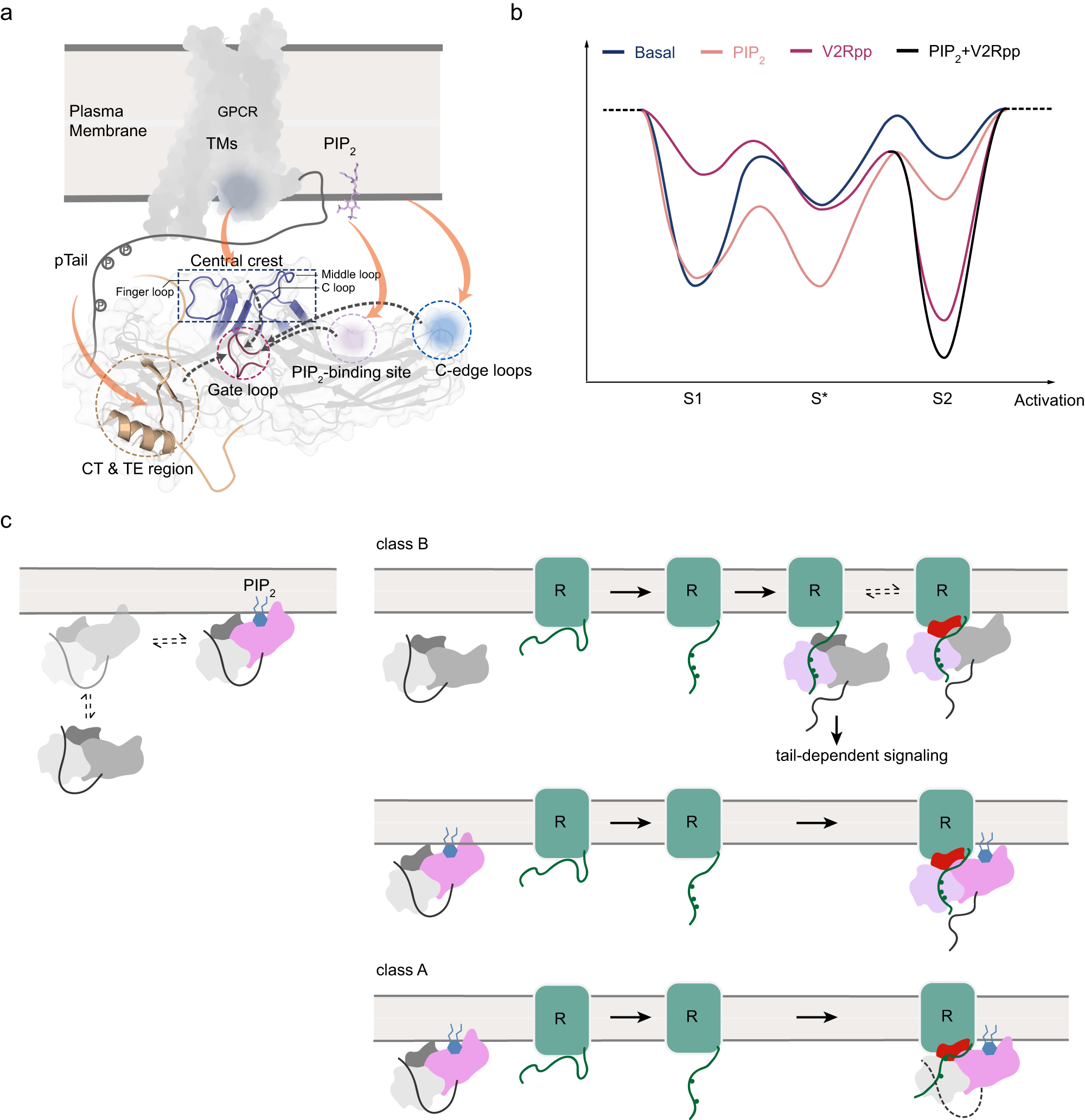 Fig. 8: Complex activation pathways of βarr1 induced by different binding partners.