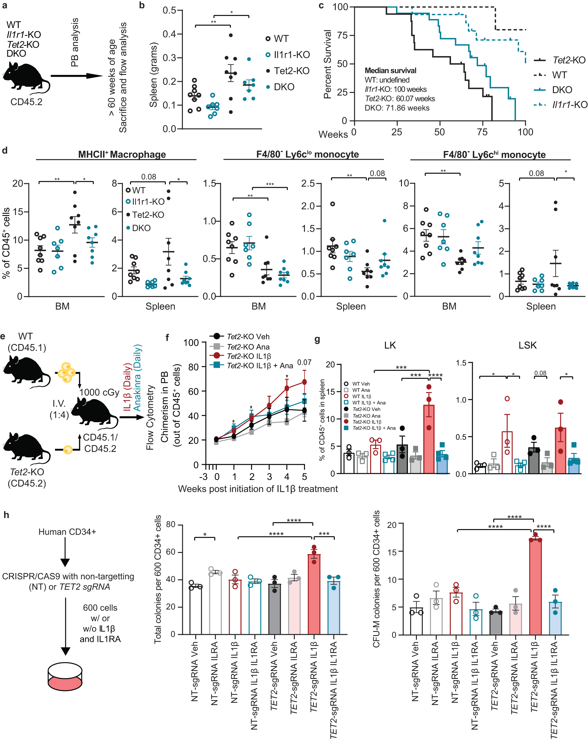 Fig. 5: Genetic and pharmacological inhibition of IL1R1 abrogates aberrant myeloid expansion in Tet2-KO mice.