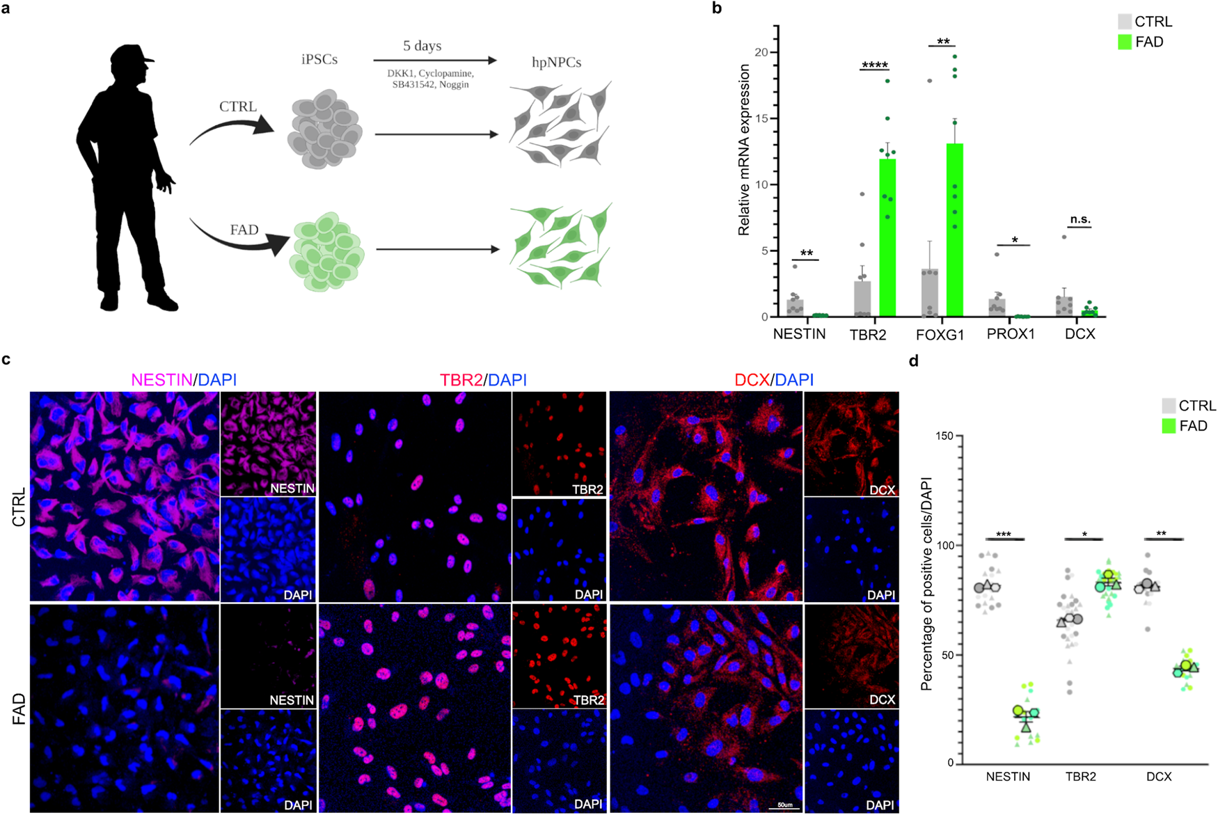 Fig. 1: FAD iPSC-derived hippocampal neural progenitors display impaired neurogenesis.