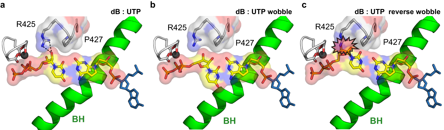 Fig. 5: Potential mismatched dB:UTP base pair configuration within E. coli RNAP active site.