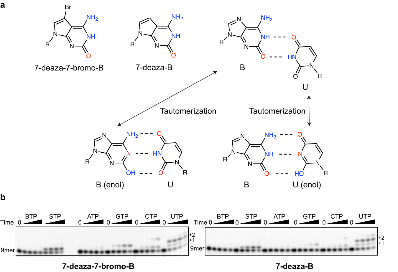Fig. 6: Single nucleotide incorporation assay with 7-deaza modified dB templates.