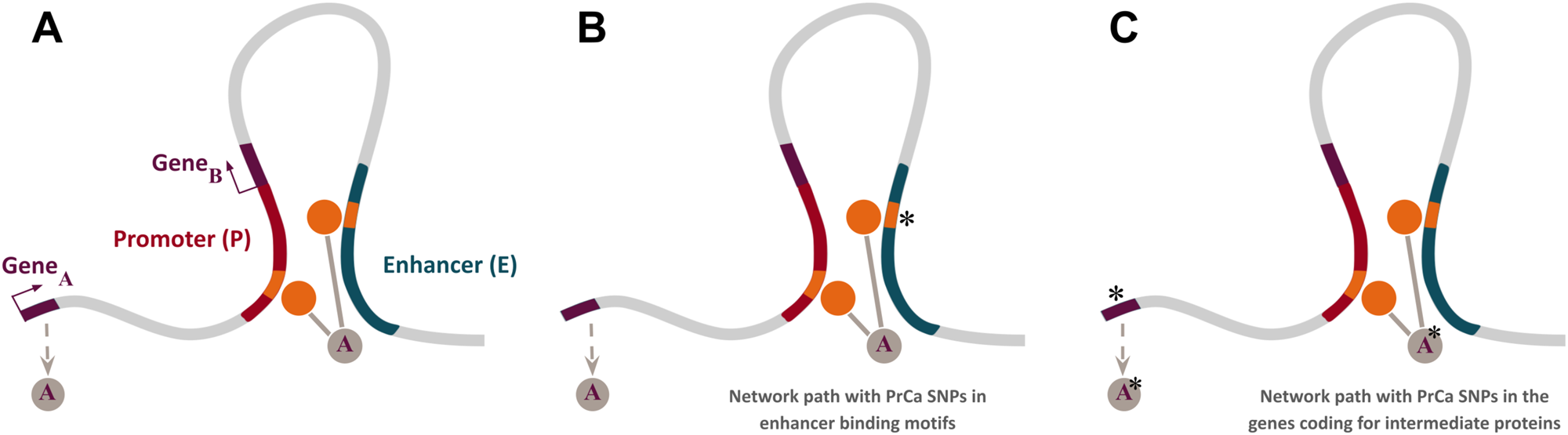 Fig. 3: Schematic representation of different types of network paths found in the EPINs reconstructed by PENGUIN.